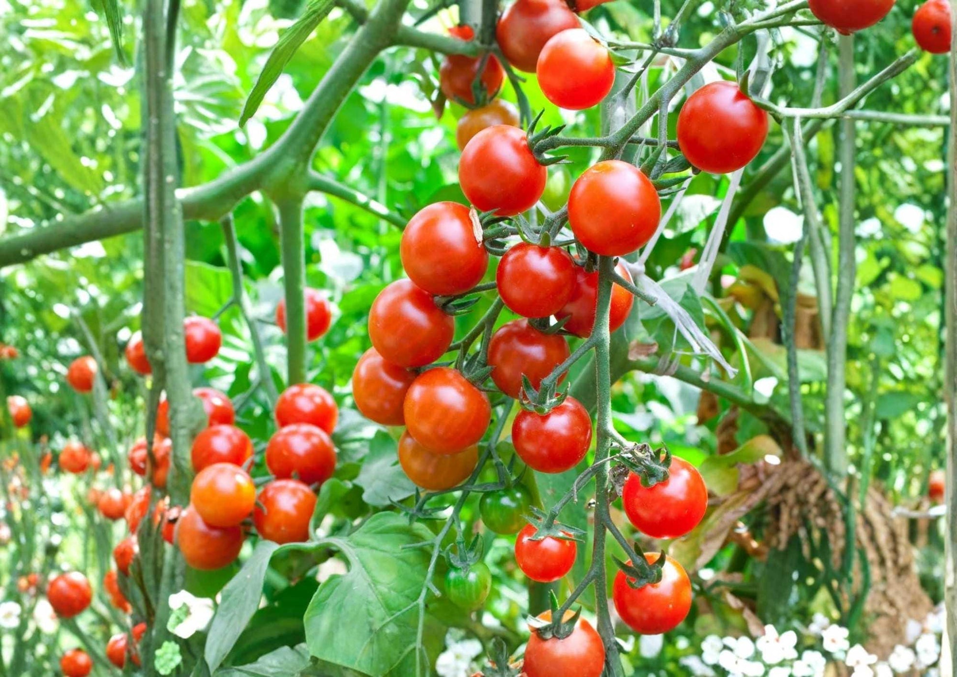 Sweetie Cherry Tomato Seeds - 10+ Heirloom Organic Non-GMO Vegetable Seeds - High Yield Extra Sweet Red Tomatoes