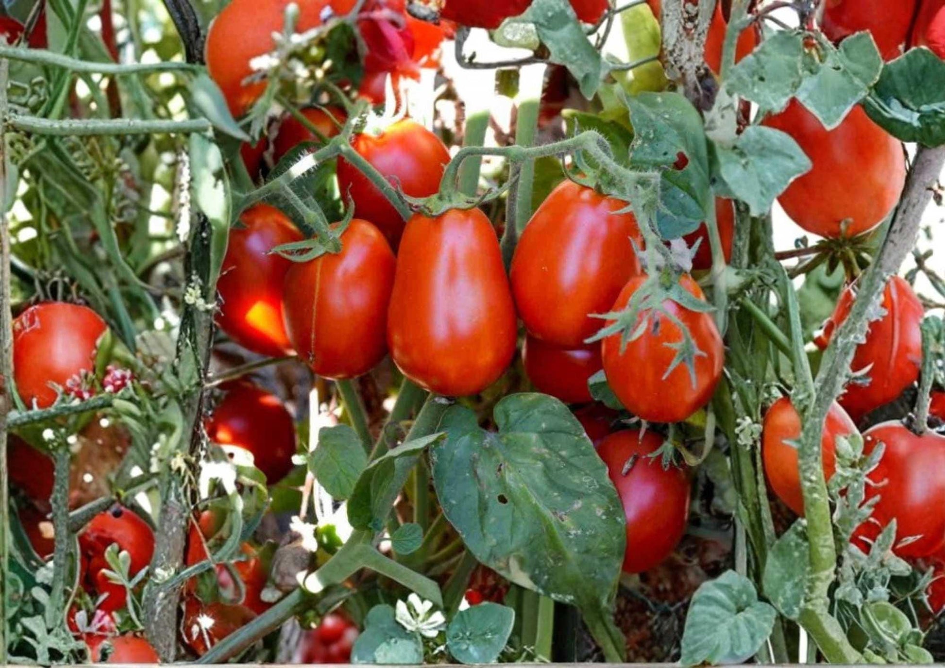 Roma Tomato Seeds - 10+ Heirloom Non-GMO Vegetable Seeds for Garden Planting, Classic Plum Paste Tomato (Solanum lycopersicum)
