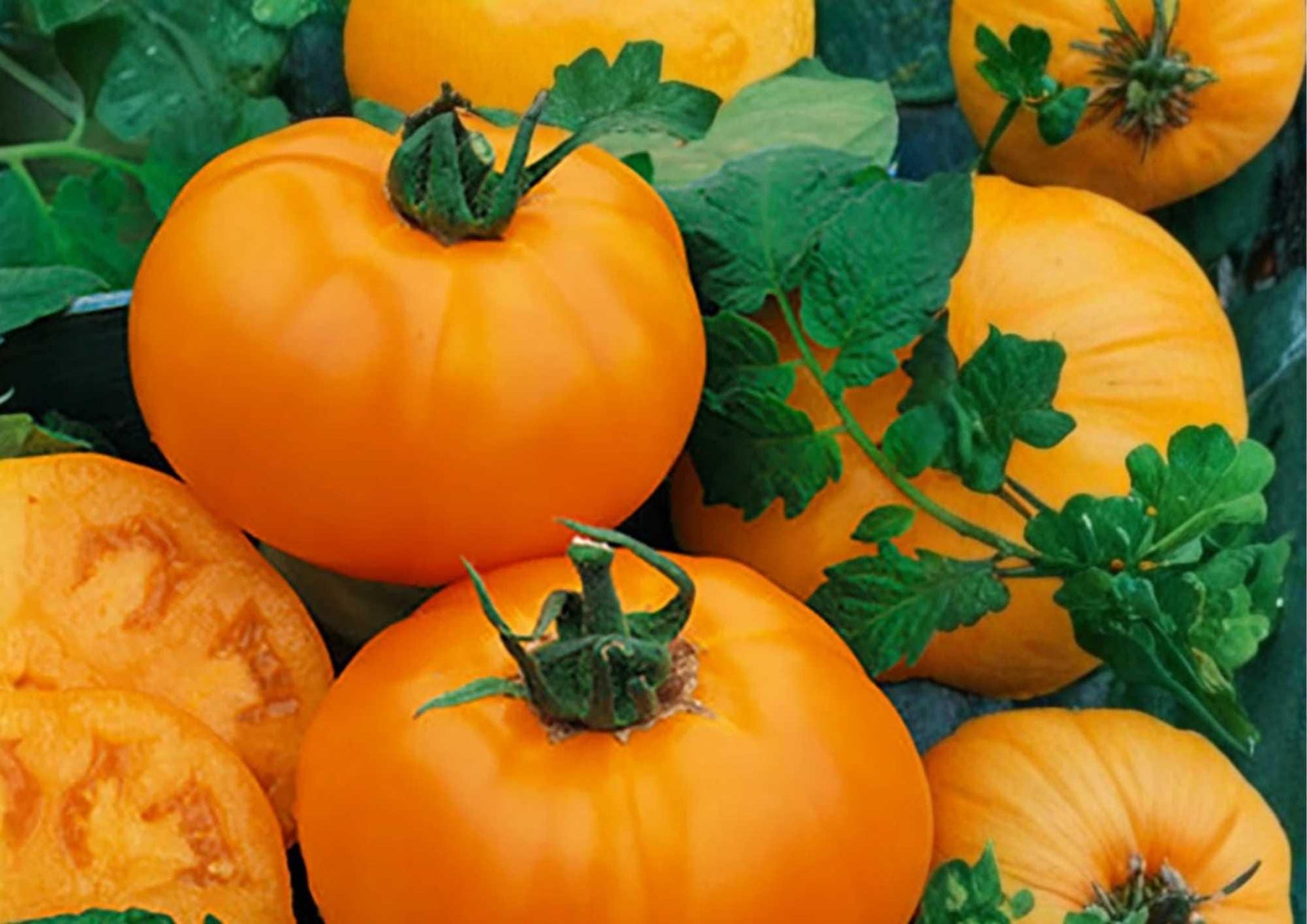 Golden Jubilee Tomato Seeds - 10+ Heirloom Non-GMO Seeds for Garden Planting, Bright Orange Low Acid Tomatoes, Solanum lycopersicum