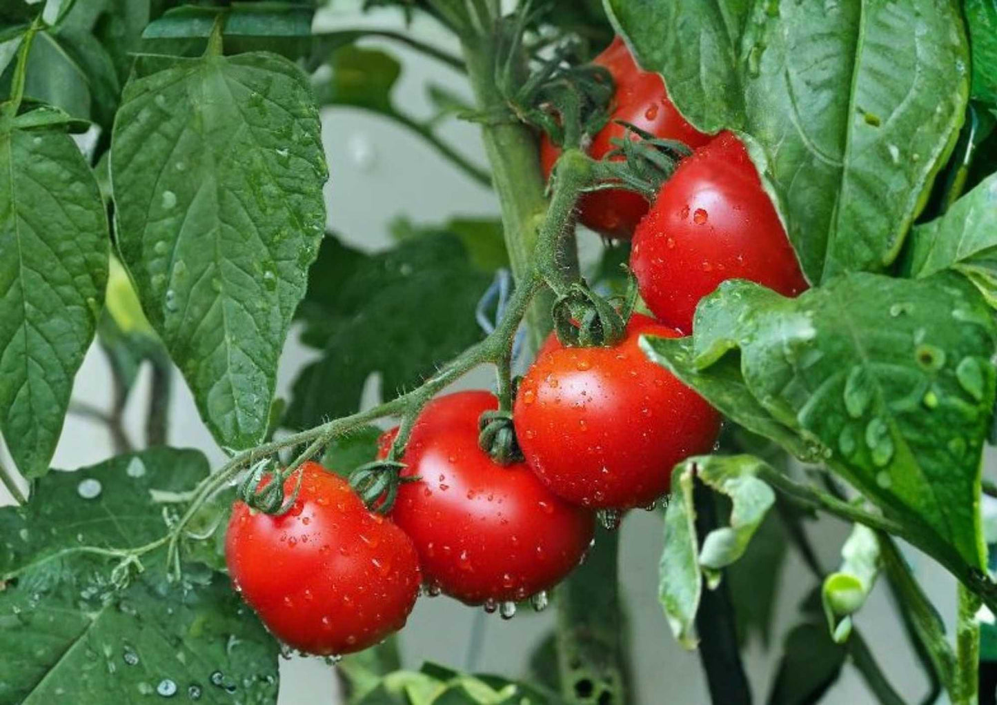 Ace 55 Tomato Seeds - Heirloom Non-GMO Medium Red Tomatoes - 30+ Seeds for Garden Planting - Low Acid Variety
