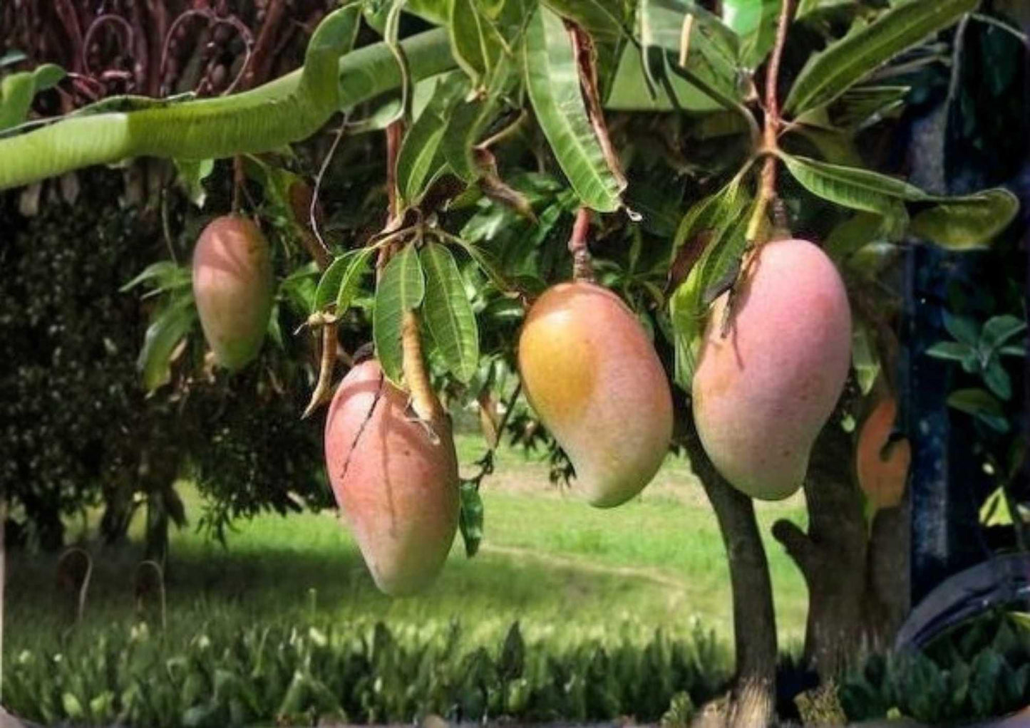 Ivory Grafted Mango Tree 12-24 Inches - Mangifera indica - Fresh Stock, Tropical Fruit Plant, Indoor/Outdoor Gardening