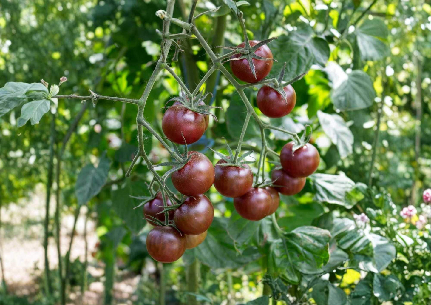 Paul Robeson Tomato Seeds - 10+ Heirloom Vegetable Seeds, Dark Red Brown, Rich Smoky Flavor - Non-GMO