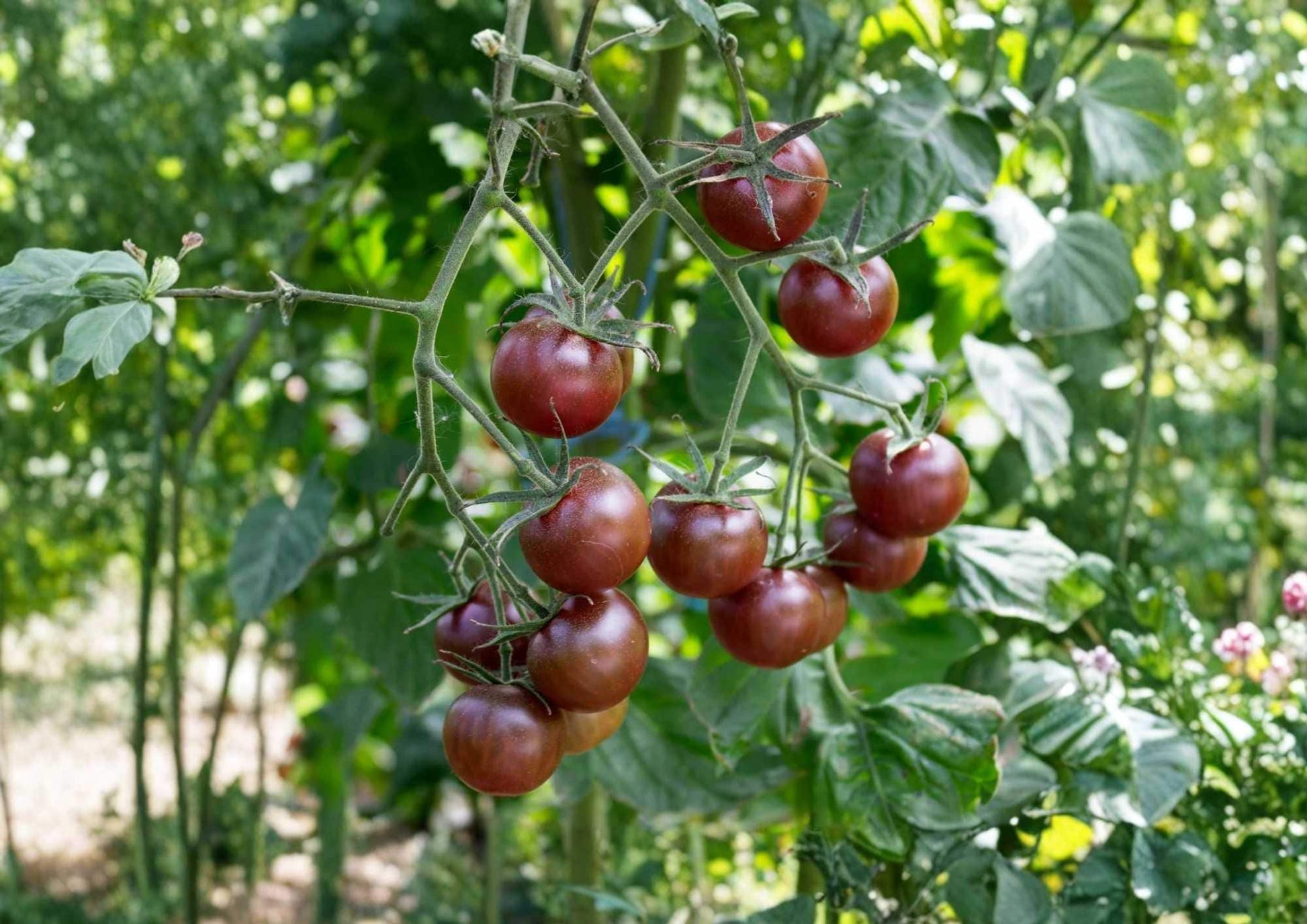 Paul Robeson Tomato Seeds - 10+ Heirloom Vegetable Seeds, Dark Red Brown, Rich Smoky Flavor - Non-GMO