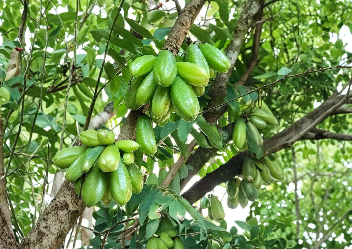 Bilimbi Cucumber Tree 12-24 Inches - Averrhoa bilimbi - Tropical Fruit Plant - Fast Growing Edible Garden