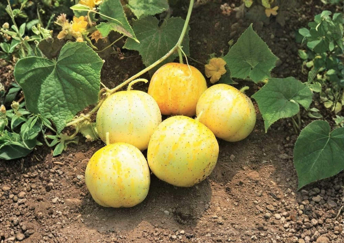 Lemon Cucumber Seeds - 100+ Heirloom Non-GMO Rare Vegetable Seeds - Round Yellow, Sweet Mild Flavor - Cucumis sativus