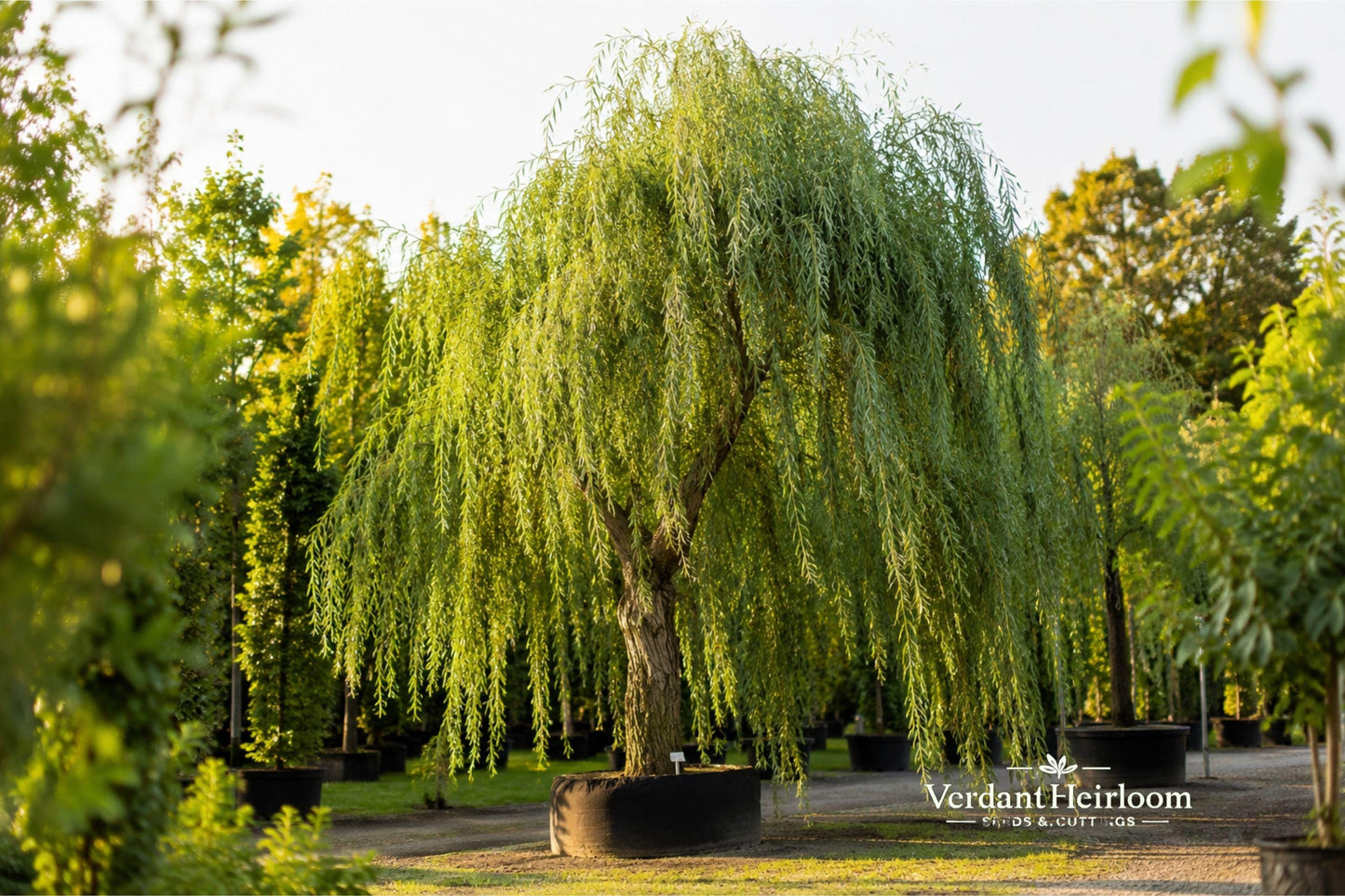 Weeping Willow Cuttings 6-8 Inches 12 Unrooted Salix babylonica for Outdoor Planting, Ornamental Tree, Deciduous Foliage
