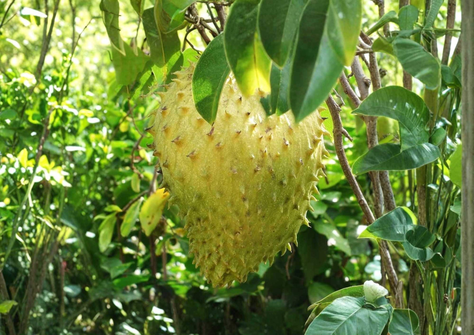 Golden Yellow Soursop Tree 1-2 Feet Tall - Annona muricata - Easy to Grow Tropical Fruit Plant