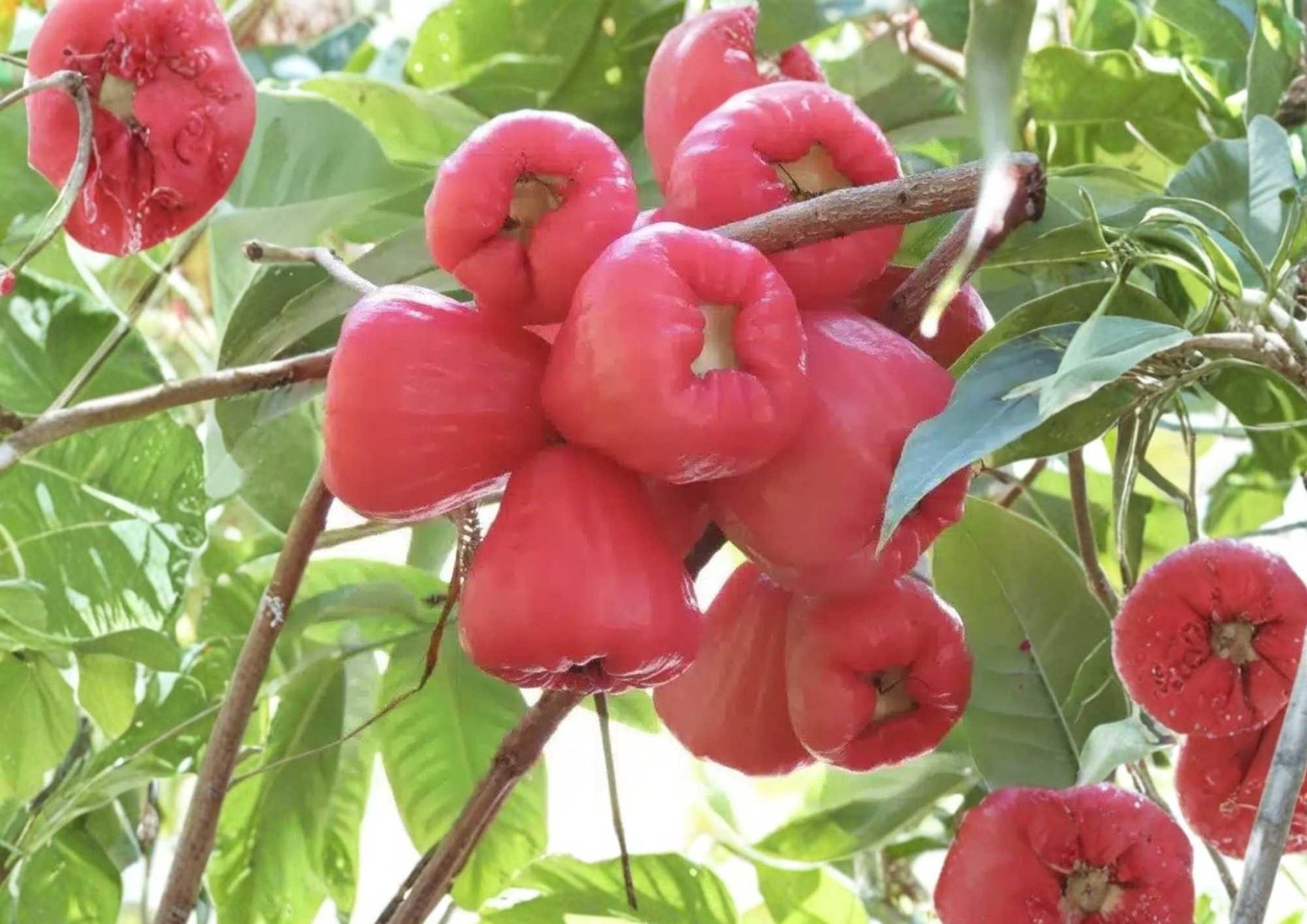 Pink Malay Apple Live Fruit Tree 24-36 Inches - Syzygium malaccense - Tropical Fruit Plant - Bloom Haven Nursery