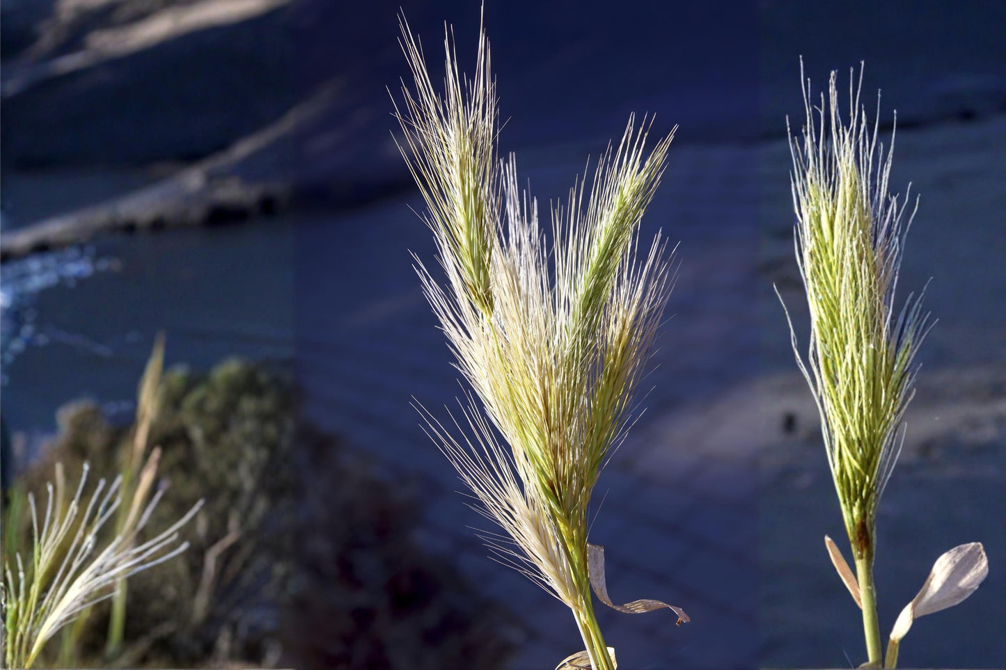 Virginia Wildrye Seeds (100) | Hardy Native Grass | Elymus virginicus | Ideal for Prairies & Erosion Control