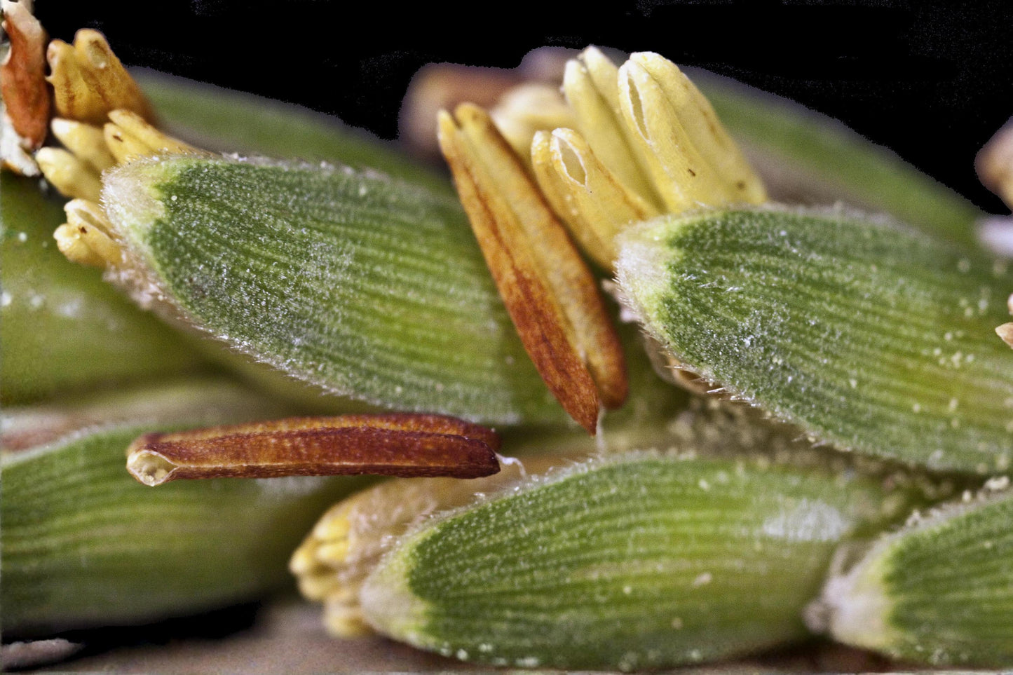 Eastern Gamagrass Seeds (10) - Native Warm-Season Grass - Tripsacum dactyloides - Prairie Restoration & Wildlife Habitat