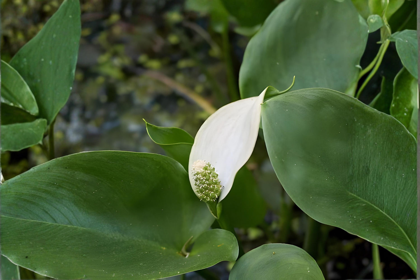 Arrow Arum Seeds (5) | Native Aquatic Plant | Peltandra virginica | Wetland & Pond Essential for Wildlife Habitat