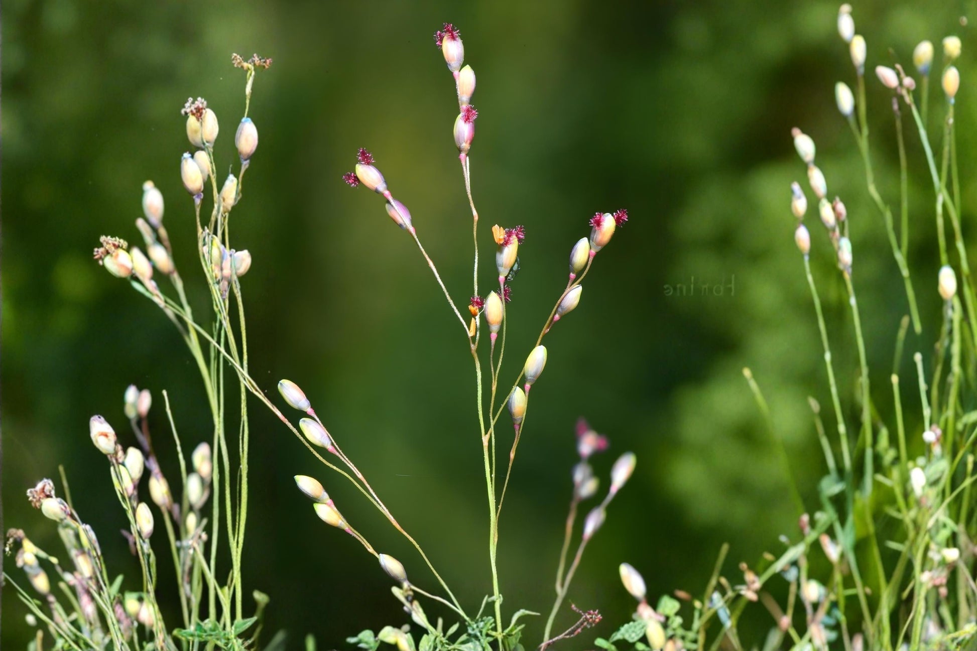 Beaked Panicgrass Seeds (100) - Panicum anceps - Native Woodland Grass for Erosion Control & Wildlife Habitat