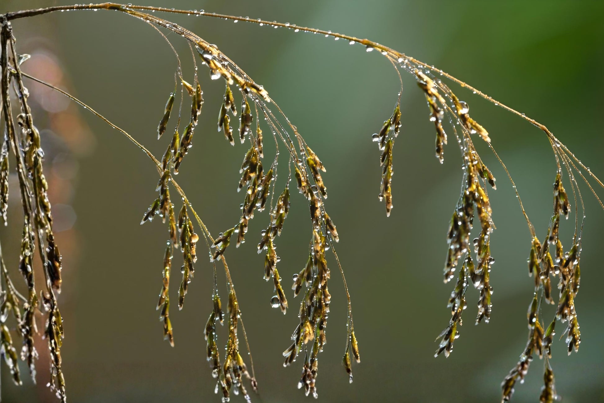 Tufted Hairgrass Seeds (100) | Ornamental Native Grass | Deschampsia cespitosa | Cool-Season, Low Maintenance, Airy Foliage