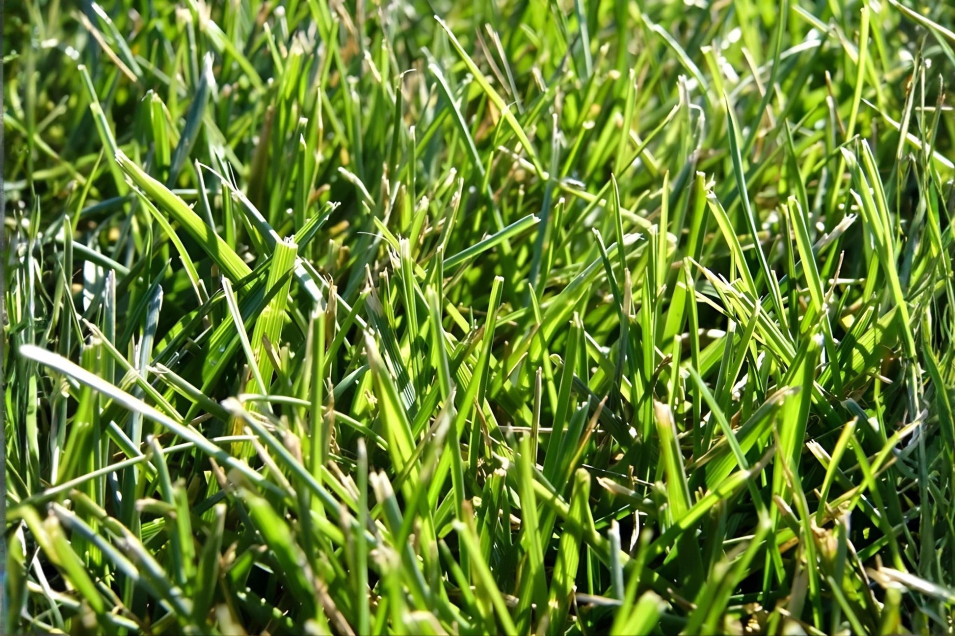 Tall Fescue Grass Seeds (100) | Durable Cool-Season Lawn Seed | Festuca arundinacea ‘Fawn’ | Resilient & Low Maintenance