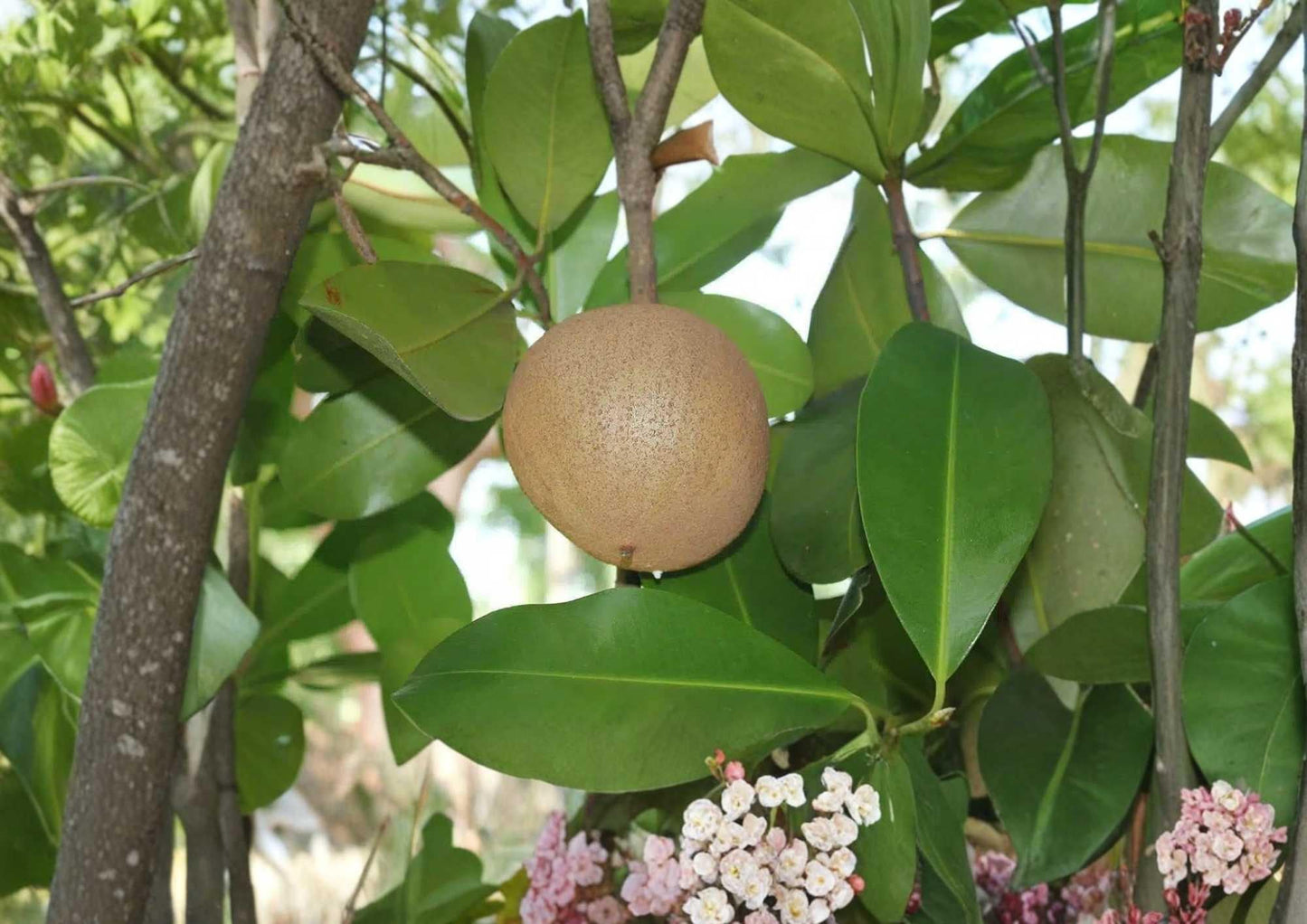 Mamey Apple Live Fruit Tree 12-24 Inches - Mammea americana - Tropical Fruit Plant for Home Garden