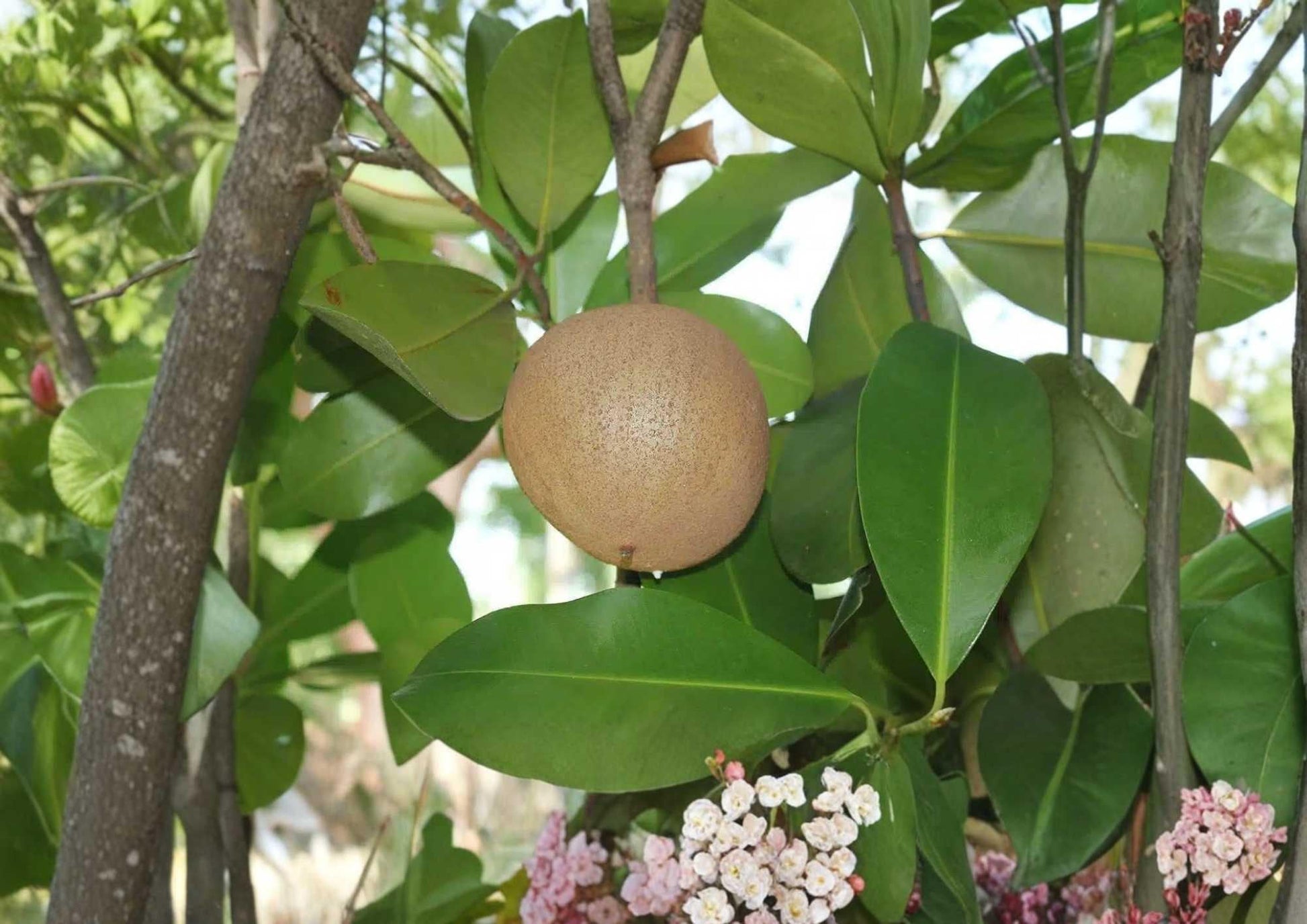 Mamey Apple Live Fruit Tree 12-24 Inches - Mammea americana - Tropical Fruit Plant for Home Garden