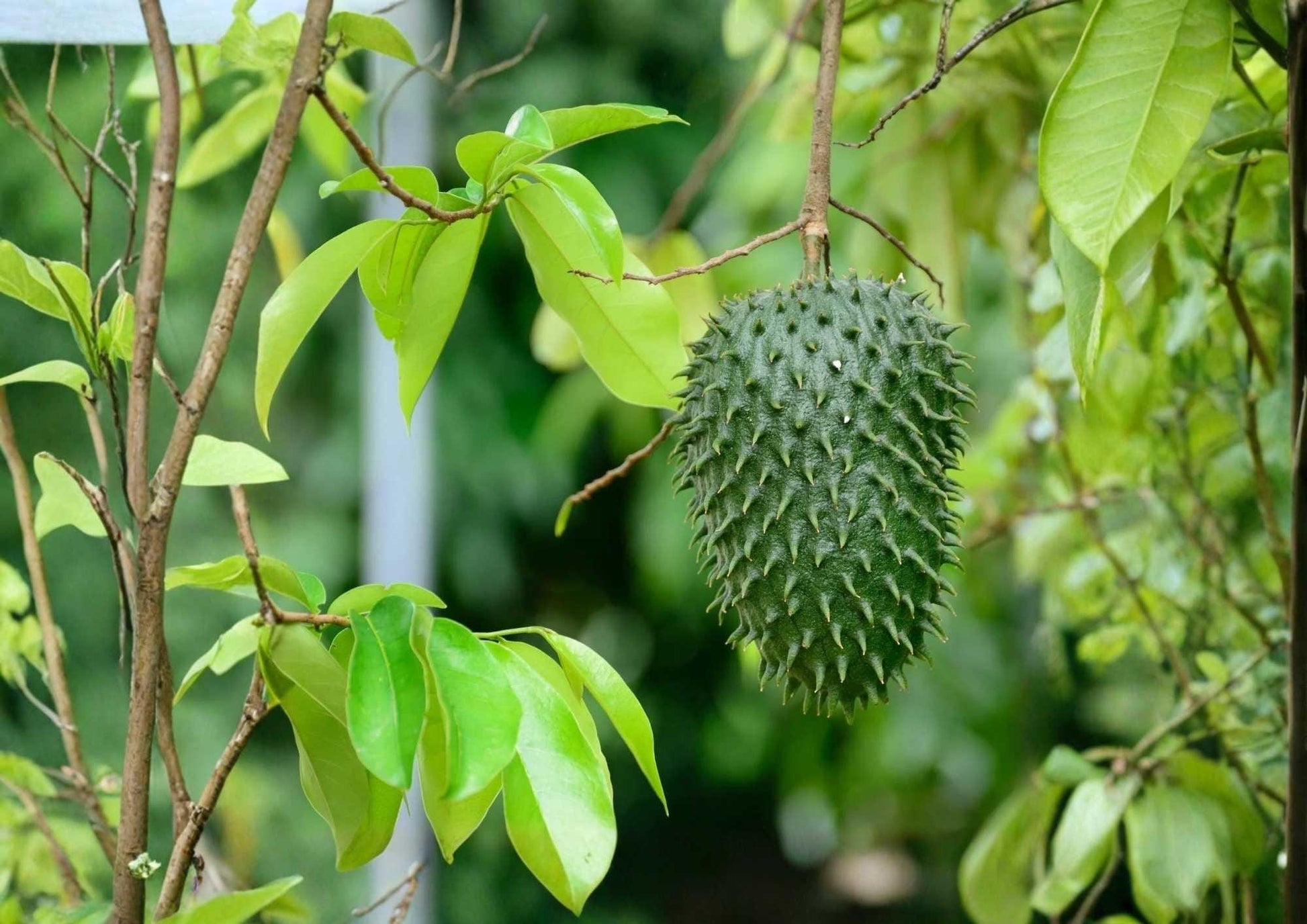 Soursop Live Fruit Tree 12-24 Inches - Annona muricata - Non-GMO Tropical Plant for Home Garden