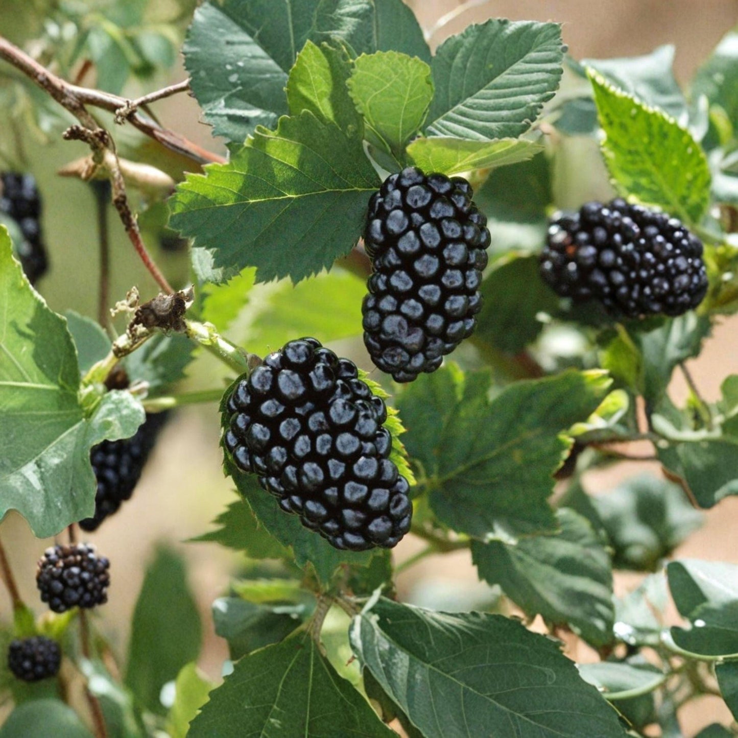 Thornless Blackberry Plant, 6-12 Inches, Sweetie Pie Variety, Rubus fruticosus, Starter Berry Plant for Garden Growing