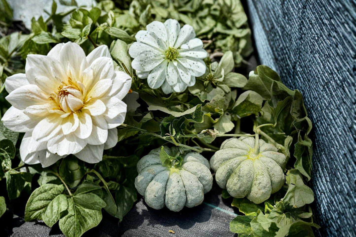 Prescott Fond Blanc Melon Seeds - 10 Heirloom Seeds for Planting, Cucumis melo, Sweet Ribbed Rind with Orange Flesh