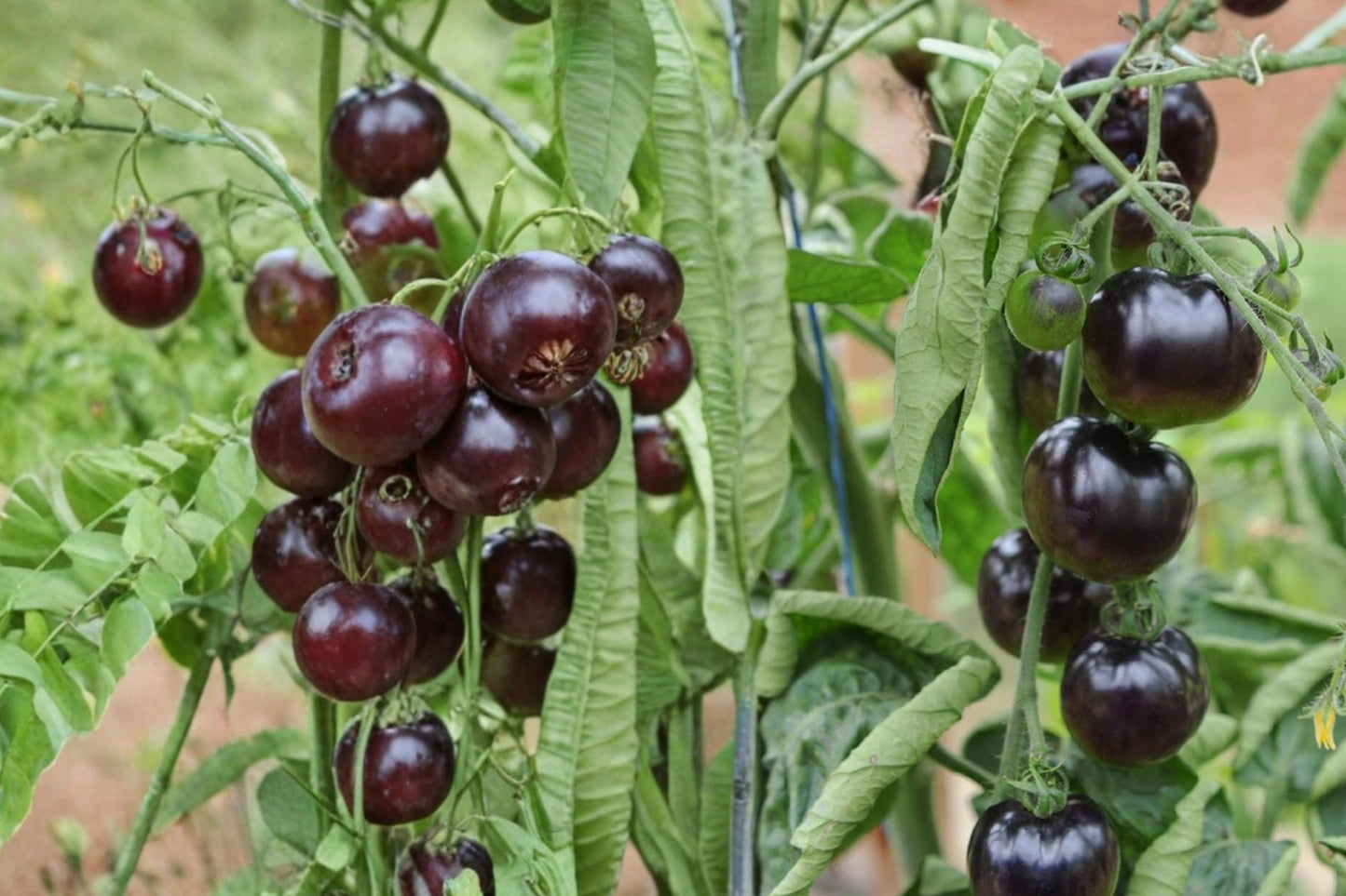 Black Pearl Cherry Tomato Seeds 100+ Count - Solanum lycopersicum Dark Variety - Unique Heirloom for Garden or Container