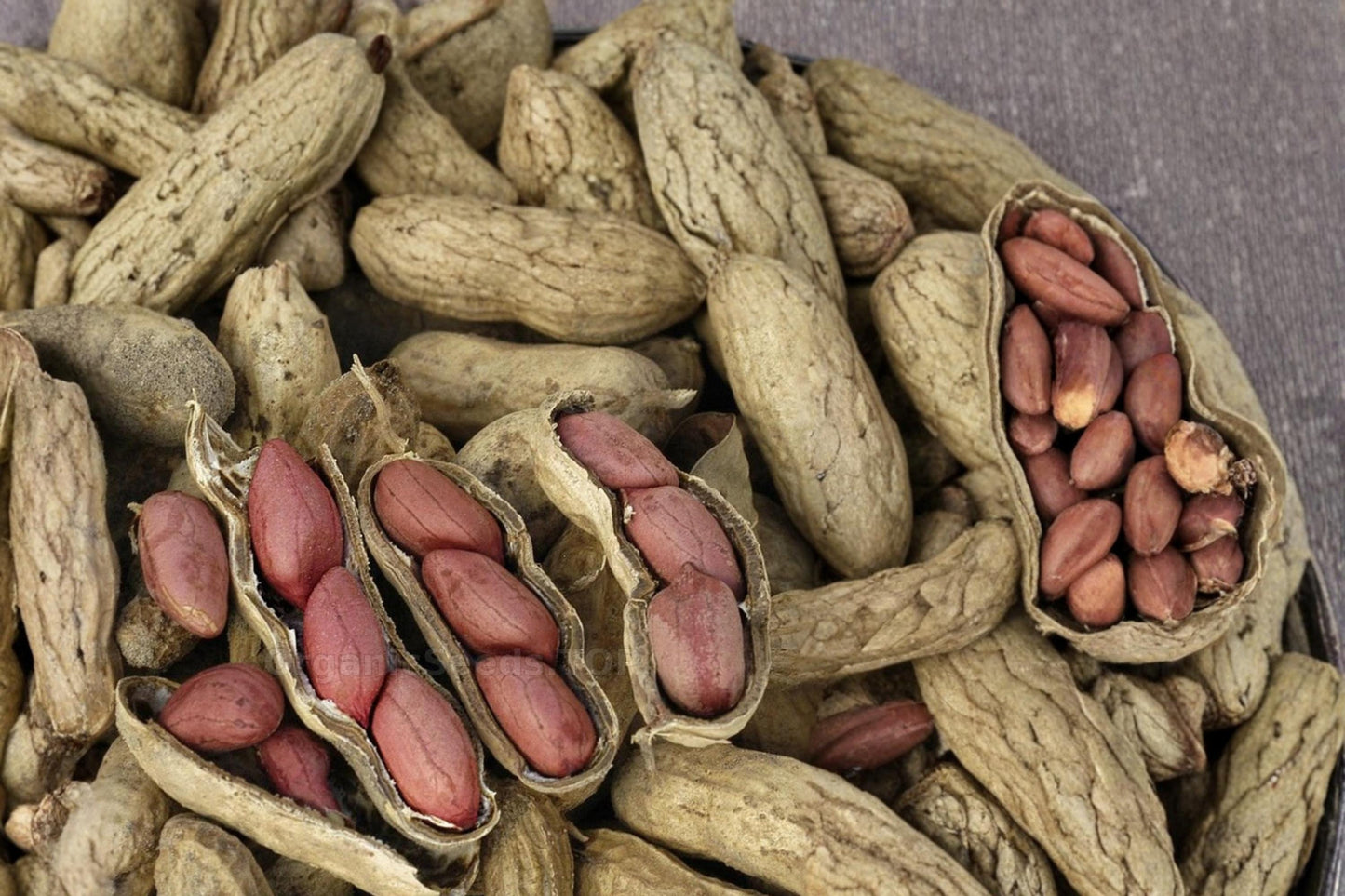 Tennessee Red Peanut Seeds - 20 Heirloom Seeds for Planting - Arachis hypogaea - Edible Garden Legume for Home Gardening