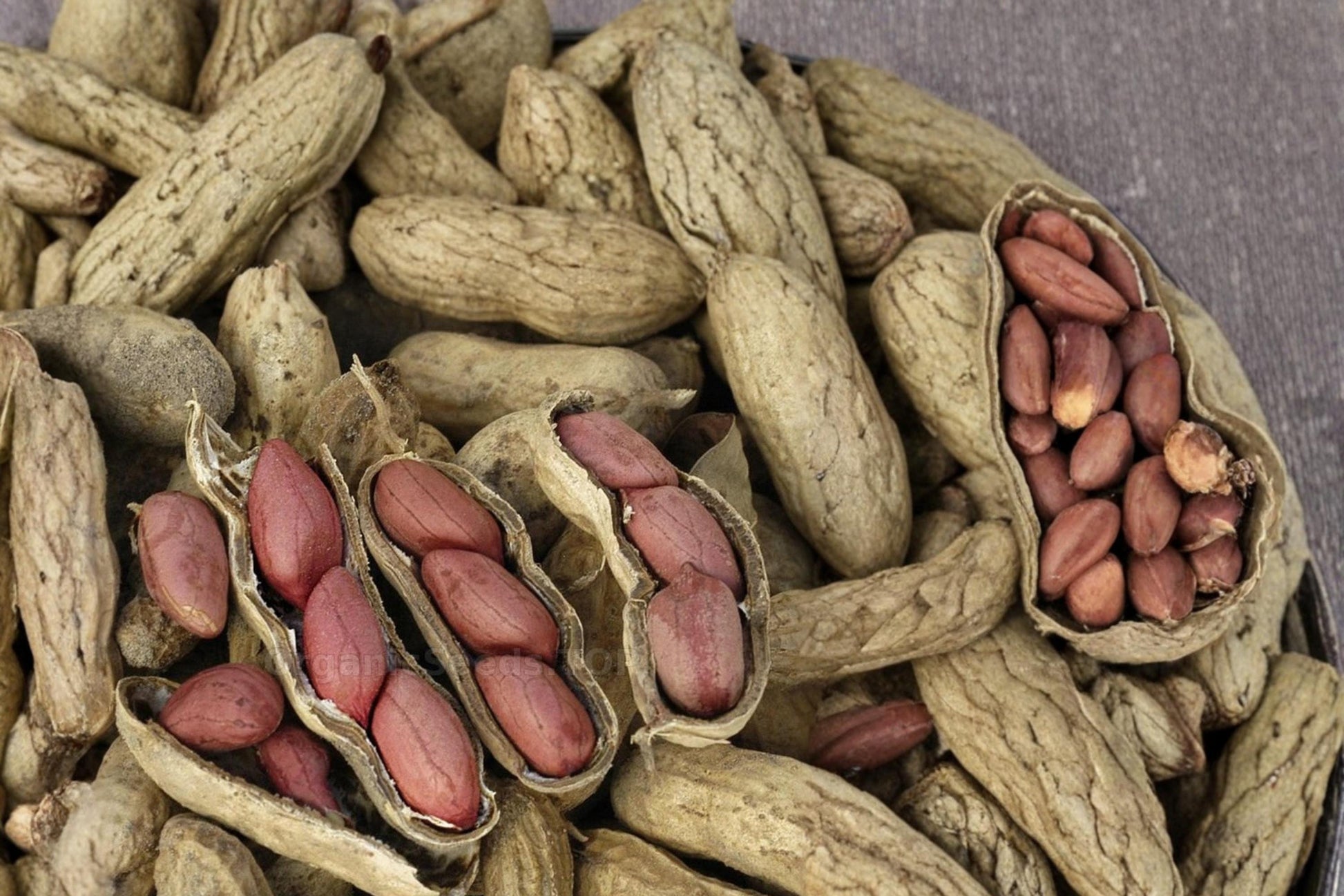 Tennessee Red Peanut Seeds - 20 Heirloom Seeds for Planting - Arachis hypogaea - Edible Garden Legume for Home Gardening