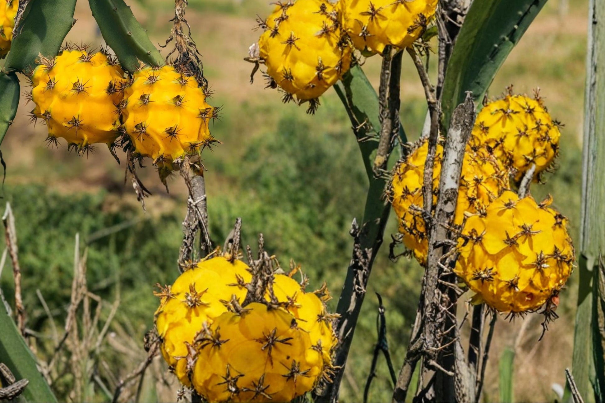 Yellow Dragon Fruit Seeds - 30 Pack - Hylocereus megalanthus - Tropical Climbing Cactus for Gardens & Containers