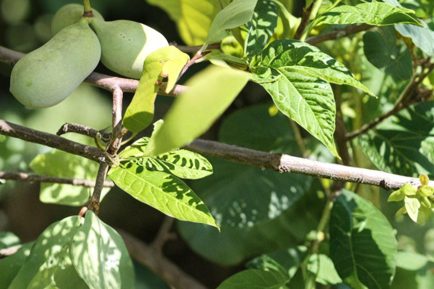 Pawpaw Tree Seeds - 10 Count - Asimina triloba - Edible Fruit Tree Seeds for Home Gardening, Deciduous Native Fruit Plant