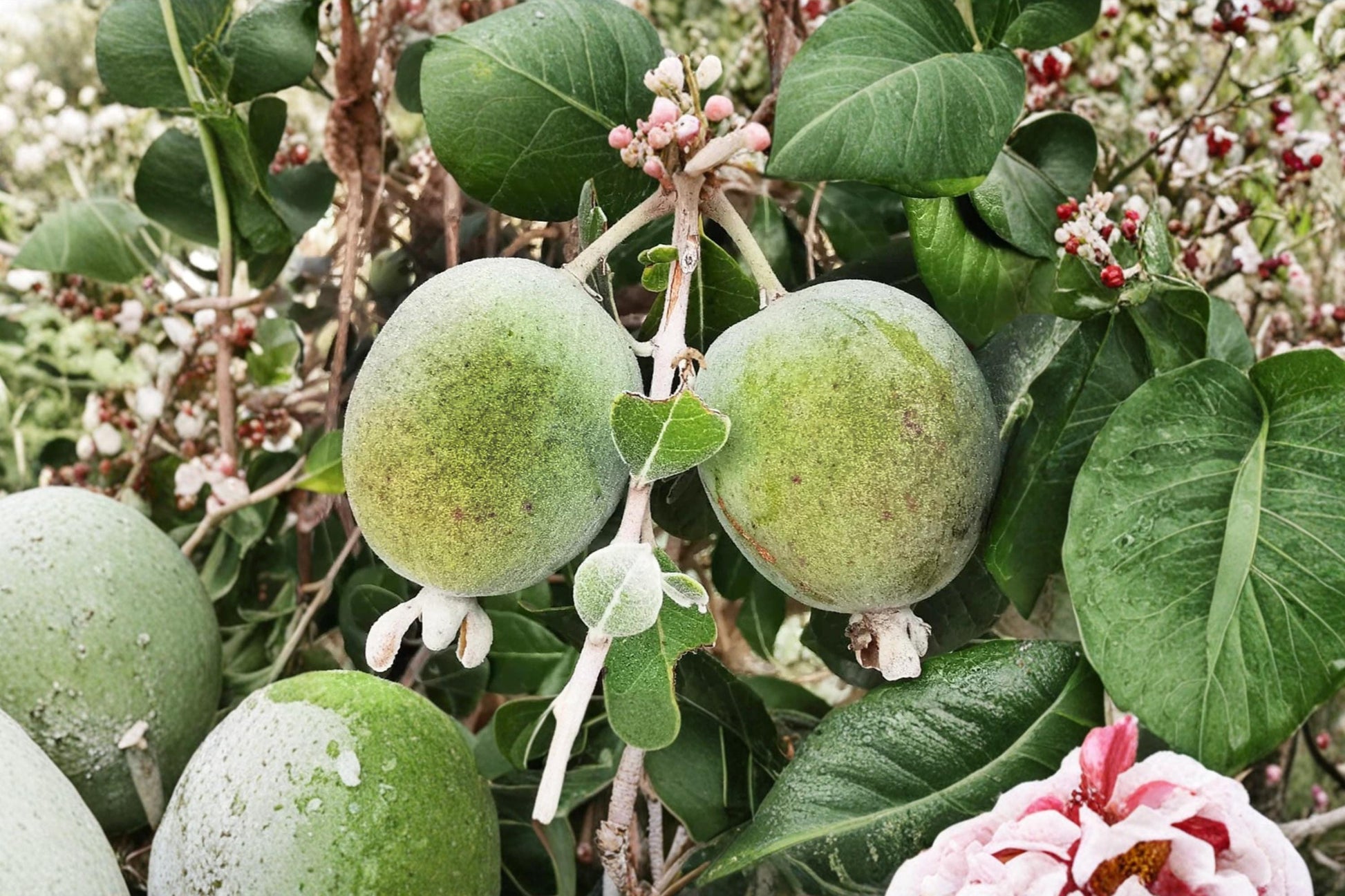 Pineapple Guava Seeds 30 Pack - Acca sellowiana - Edible Fruit Shrub Seeds for Home Gardening, Tropical Fruit Plant