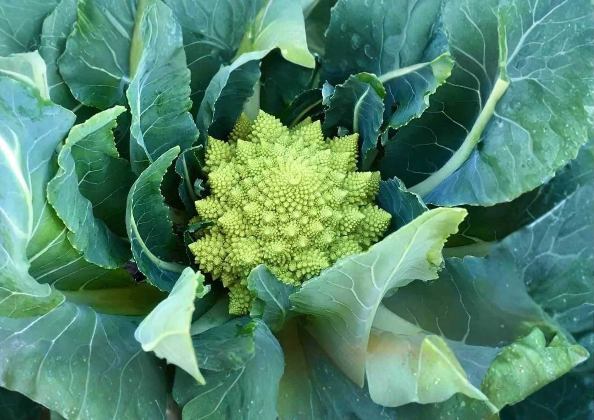 Romanesco Broccoli Seeds - 200+ Heirloom Organic Non-GMO Vegetable Seeds, Fractal Lime Green Heads, Unique Nutty Flavor