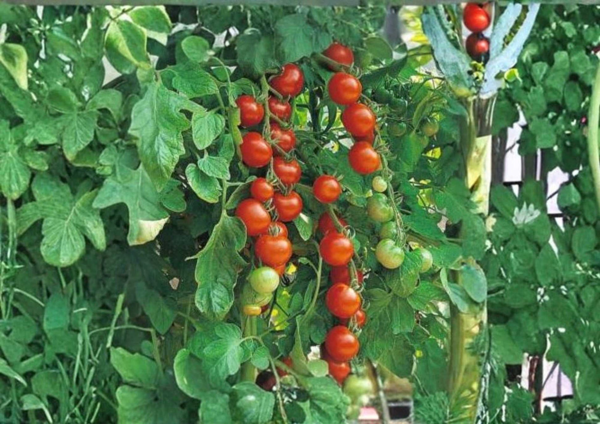 Isis Candy Cherry Tomato Seeds - 120+ Heirloom Rare Vegetable Seeds for Garden Planting - Extra Sweet Red Gold Variety