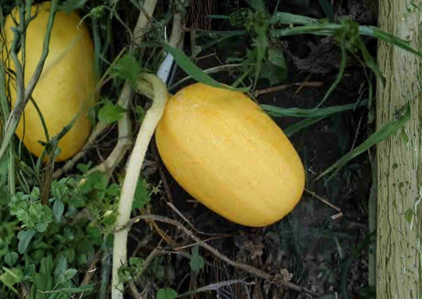 Spaghetti Squash Seeds - 25+ Heirloom Organic Non-GMO Winter Squash Seeds for Garden Planting - Cucurbita Pepo