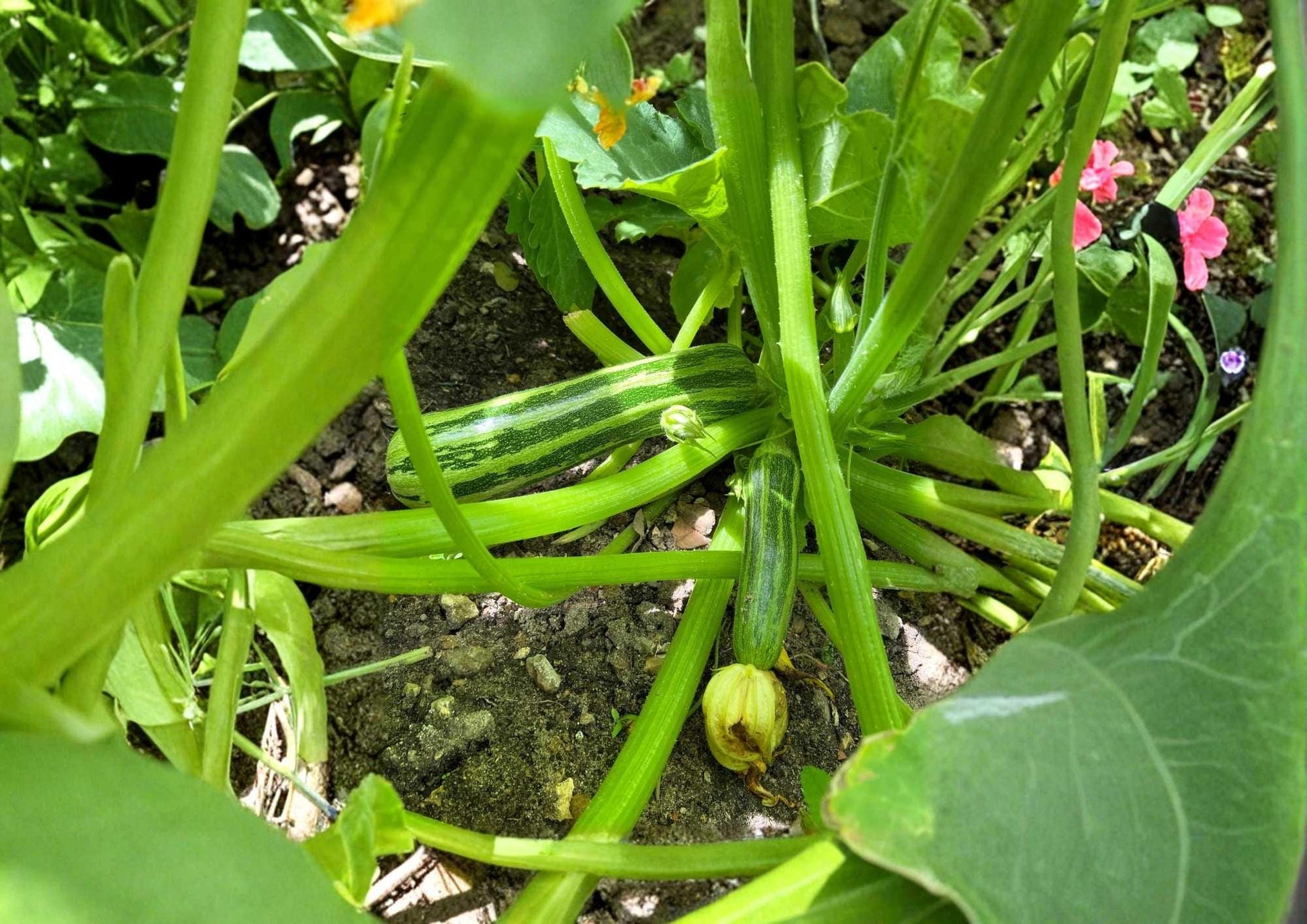 Cocozelle Zucchini Seeds - 50+ Heirloom Italian Vegetable Seeds, Striped Green Summer Squash, High Yield, Easy to Grow