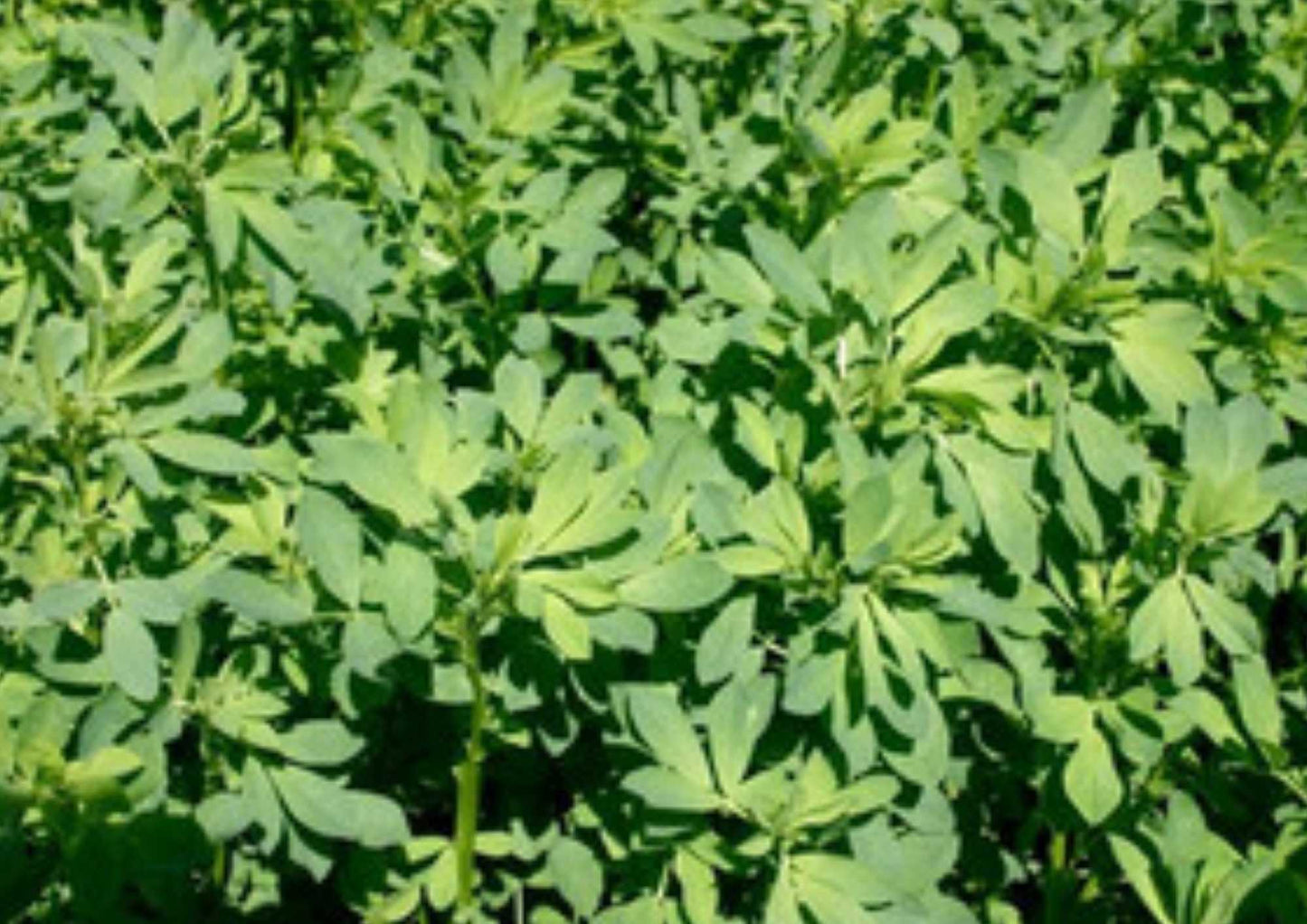 Alfalfa Seeds 1500+ Heirloom Non-GMO Microgreens Herb Seeds for Garden Planting, Sprouting Salad Greens - Easy to Grow