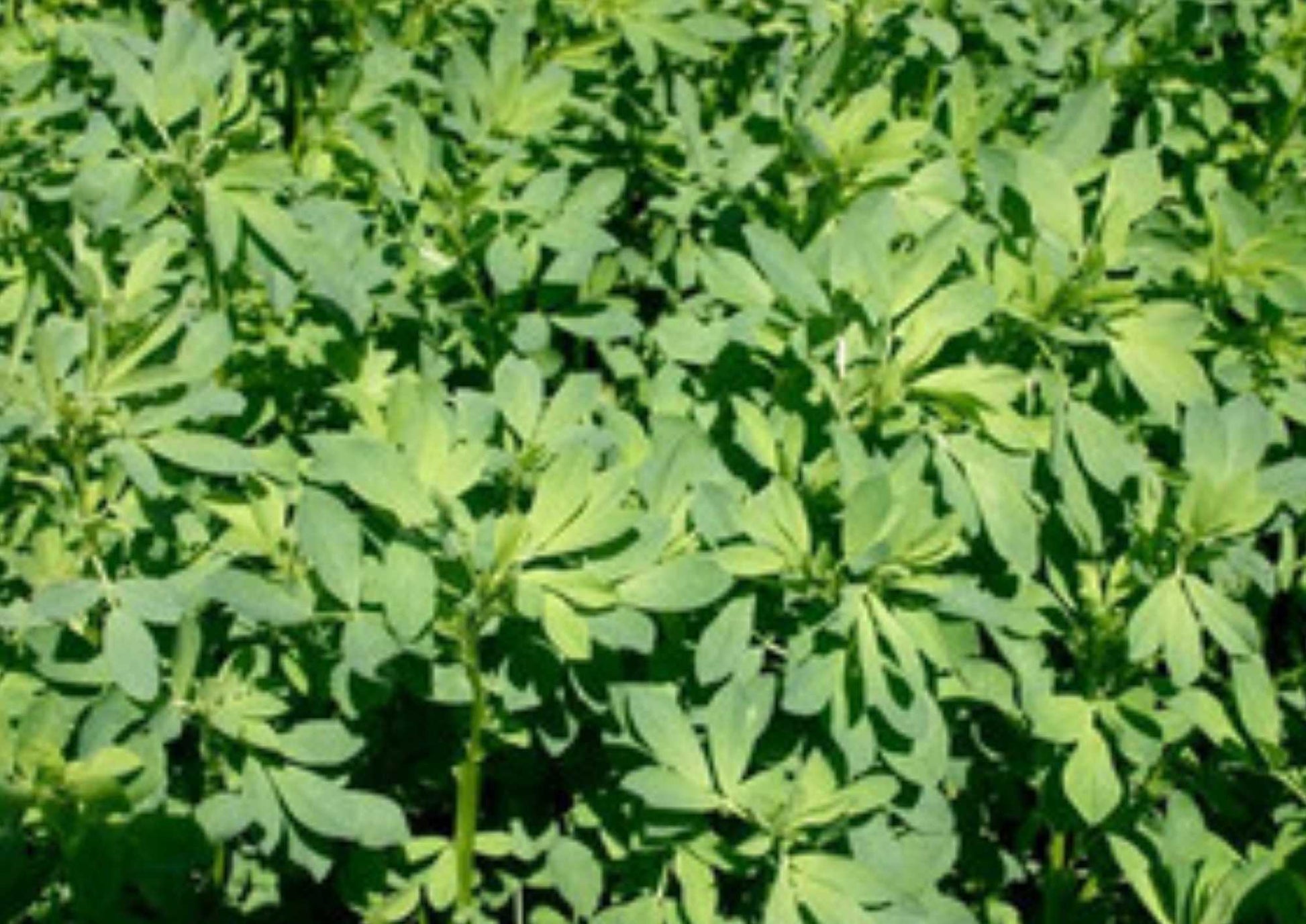 Alfalfa Seeds 1500+ Heirloom Non-GMO Microgreens Herb Seeds for Garden Planting, Sprouting Salad Greens - Easy to Grow