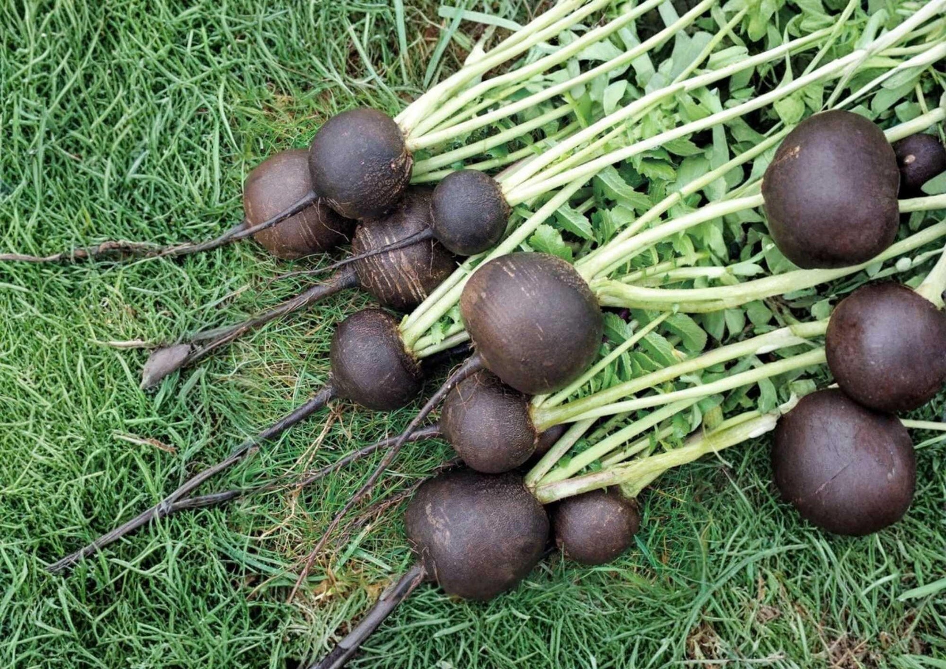 Black Spanish Round Radish Seeds - 200+ Heirloom Organic Non-GMO Vegetable Seeds for Garden Planting - Winter Variety