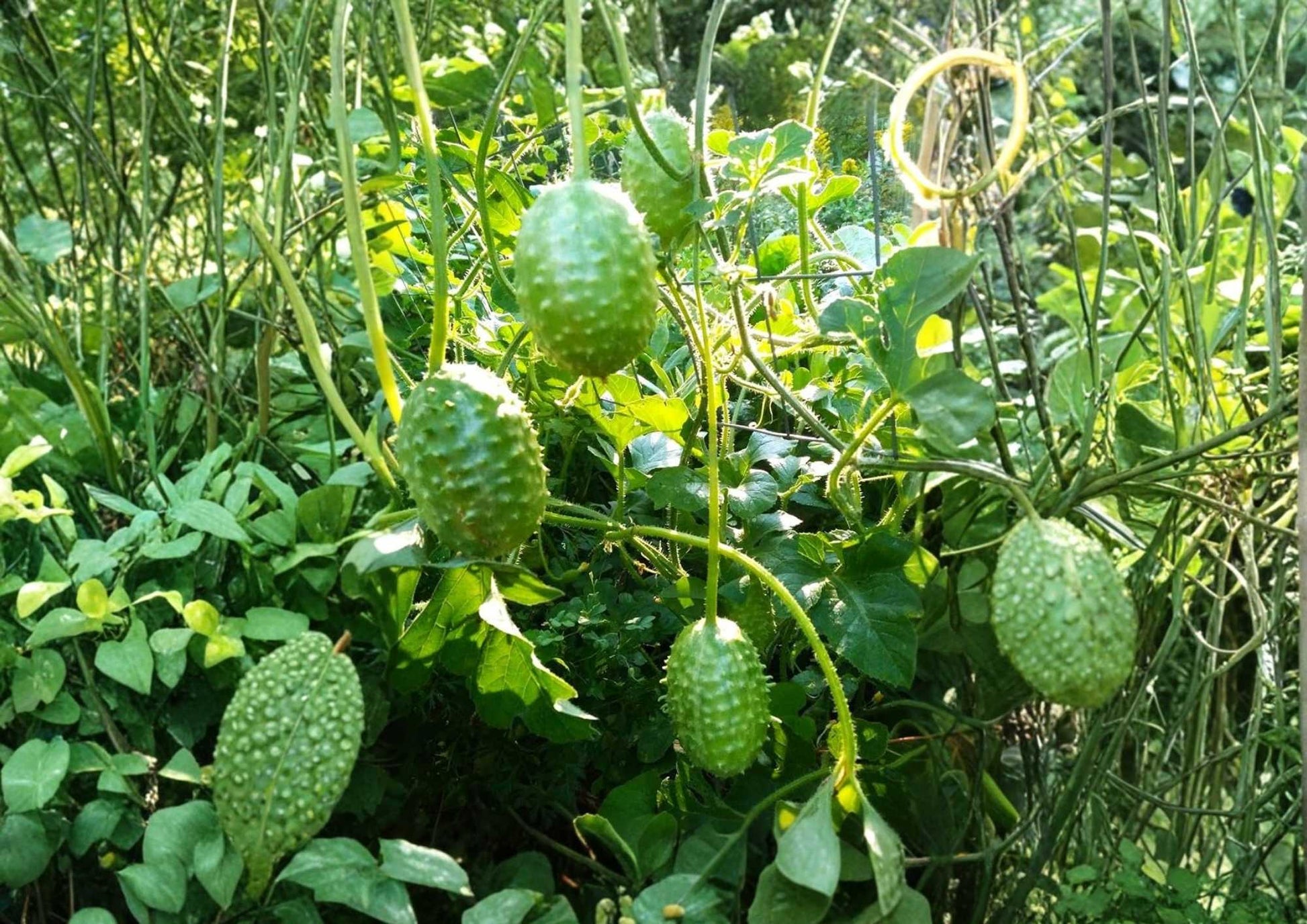 West Indian Gherkin Seeds - 100+ Rare Burr Spike Cucumber Seeds - Mini Spiny Pickling Variety - Fast Growing Garden Planting