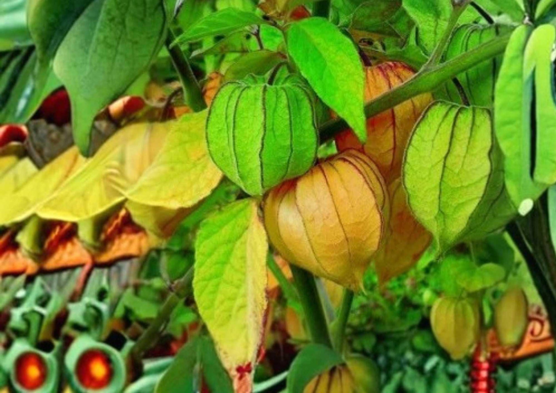 Cape Gooseberry Seeds - 50+ Rare Heirloom Golden Lantern Fruit - Sweet Tangy Tropical Physalis peruviana - Easy to Grow