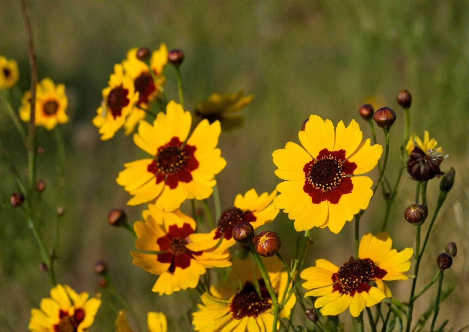 Plains Coreopsis Seeds - 200+ Edible Drought Resistant Yellow Wildflower Seeds for Garden Planting - Pollinator Friendly