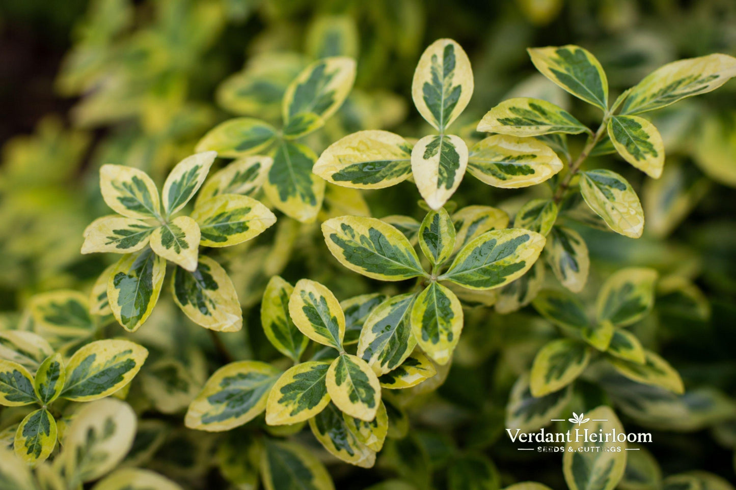Variegated Wintercreeper Cuttings - 12 Unrooted Cuttings - Euonymus fortunei - Green and Gold Foliage - Evergreen Ground Cover