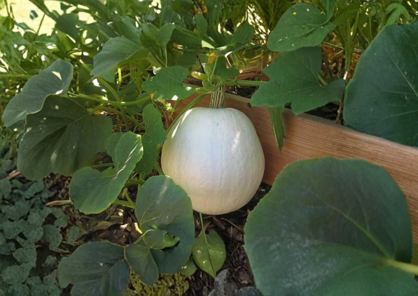 Polar Bear Pumpkin Seeds - 10 Heirloom Non-GMO Seeds for Garden Planting - Large Pure White Pumpkins (Cucurbita pepo)