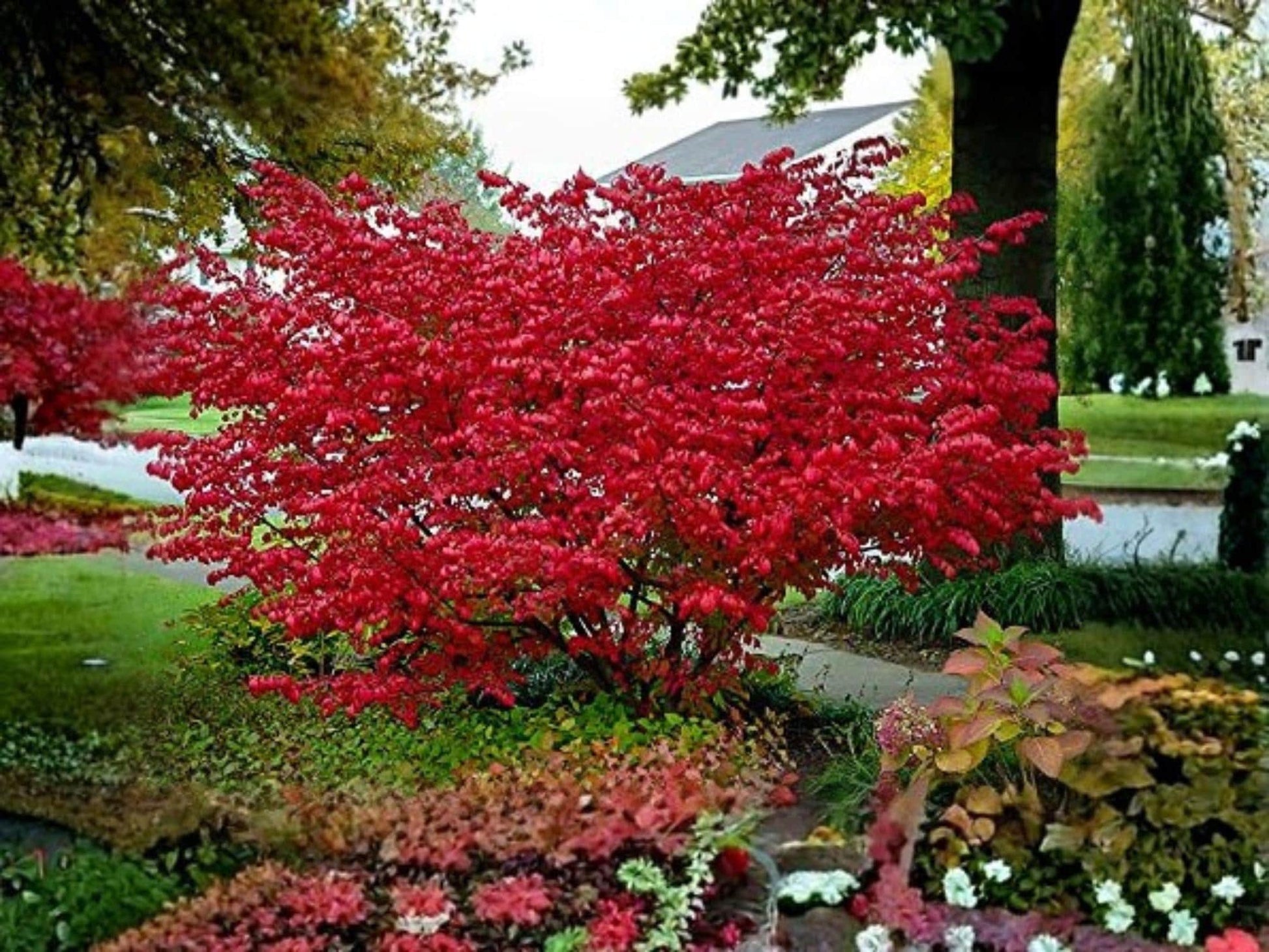 Red Chokeberry Plant 12-24in Bare Root Aronia arbutifolia Native Shrub for Wildlife Garden, Spring Flowers & Red Berries