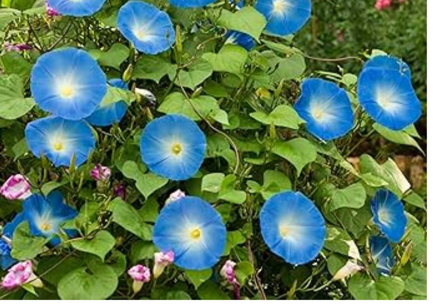Heavenly Blue Morning Glory Seeds - 200+ Climbing Vine Flower Seeds for Garden Planting, Fast Growing Sky Blue Blooms