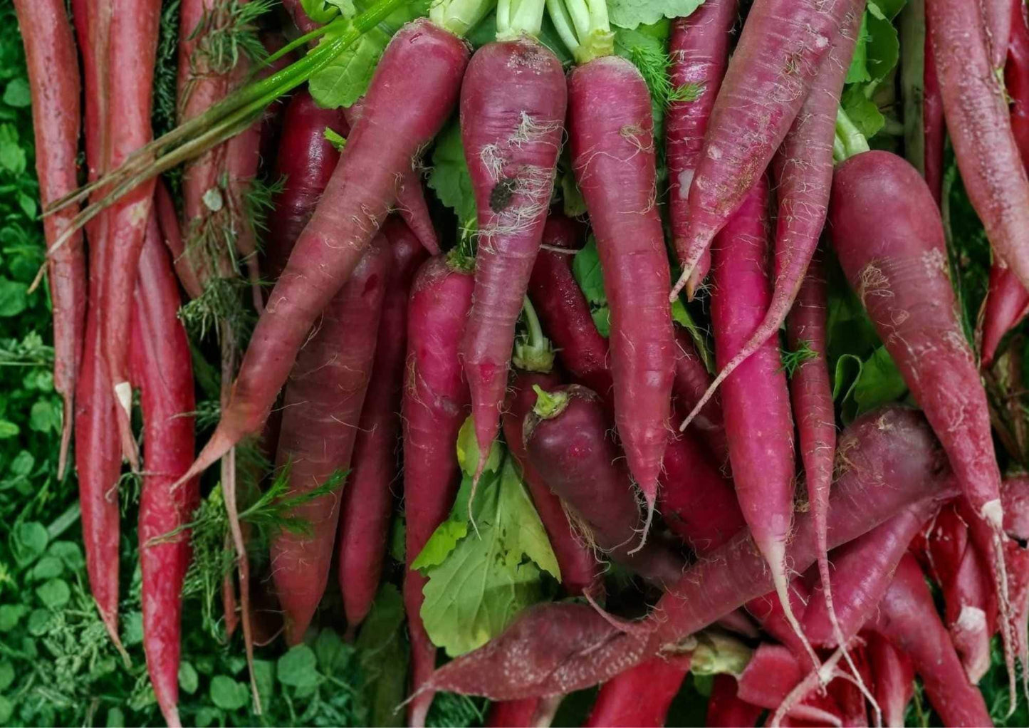 Cosmic Purple Carrot Seeds - 100+ Heirloom Organic Non-GMO Rare Vegetable Seeds - Daucus carota - Sweet Crunchy Carrots