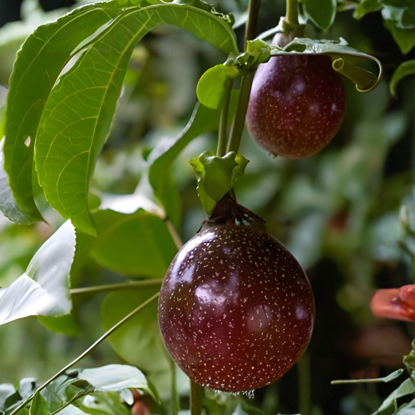 Purple Passionfruit Plant, 5+ Inch Starter Vine, Edible Fruit, Passiflora edulis for Garden or Container Growing