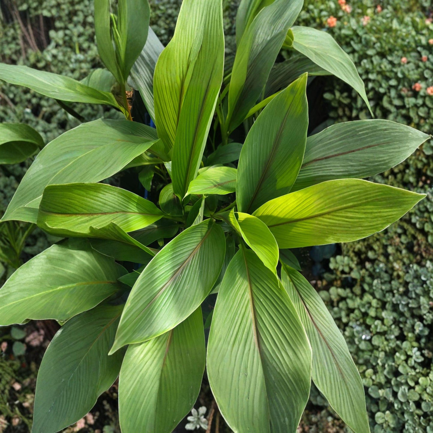 White Turmeric Plant Starter – Edible Rhizome, Tropical Garden Root, Container or Bed Growing, Curcuma zedoaria