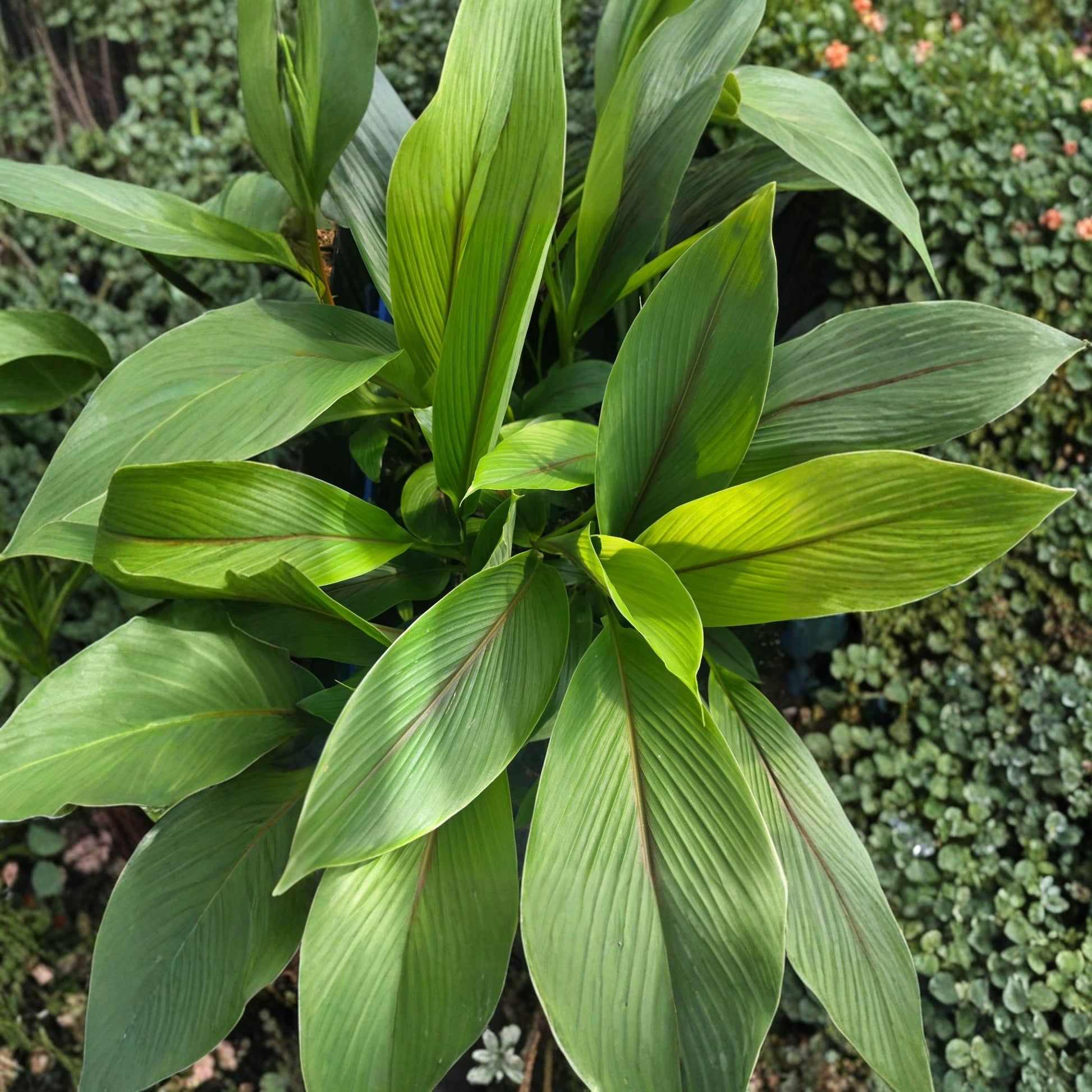 White Turmeric Plant Starter – Edible Rhizome, Tropical Garden Root, Container or Bed Growing, Curcuma zedoaria