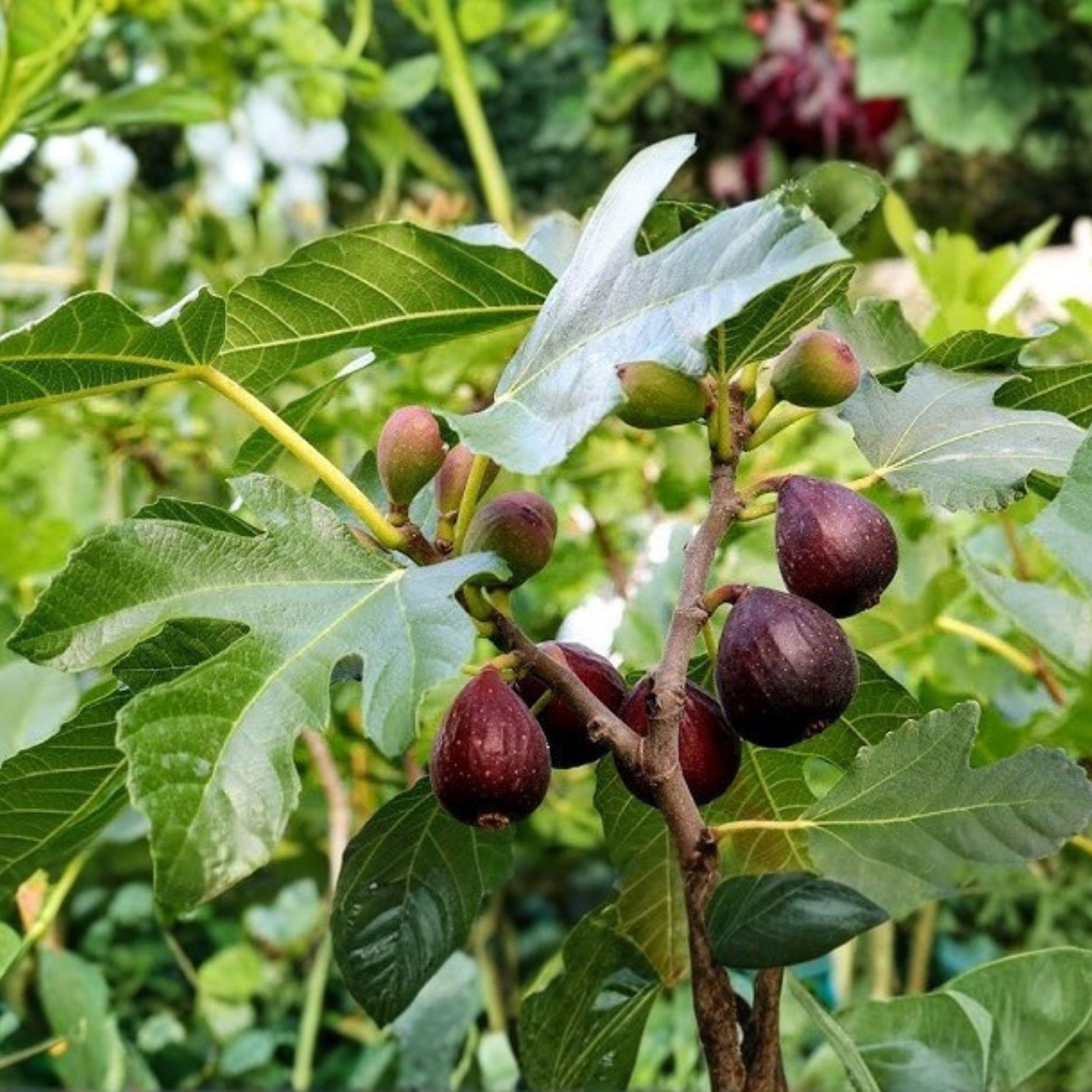 Beers Black Fig Tree Plant, Starter 6-14 Inch Ficus carica, Dark Figs for Garden or Container Growing