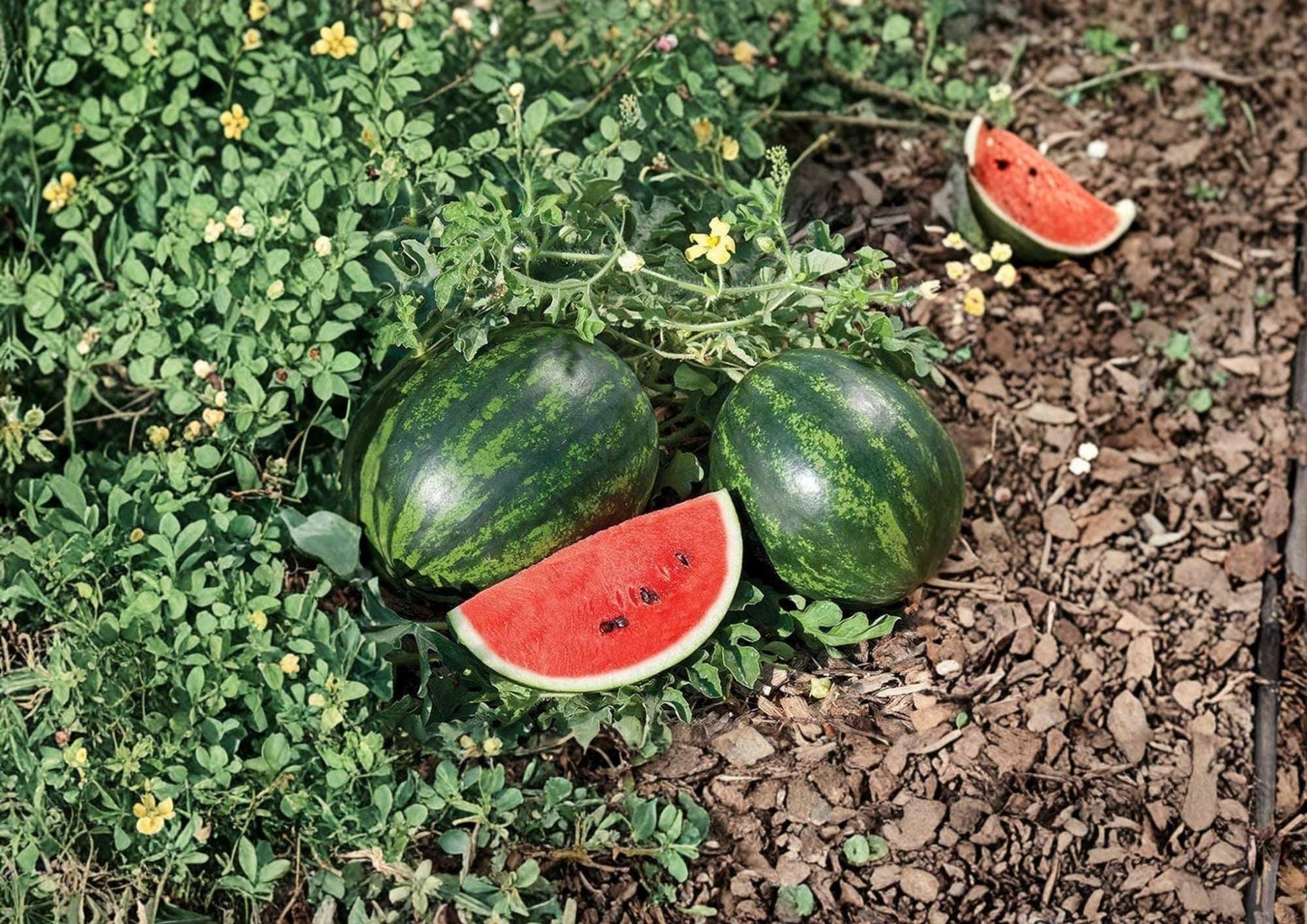 Congo Watermelon Seeds - 12 Heirloom Non-GMO Vegetable Seeds for Garden Planting - Sweet Red Flesh Variety