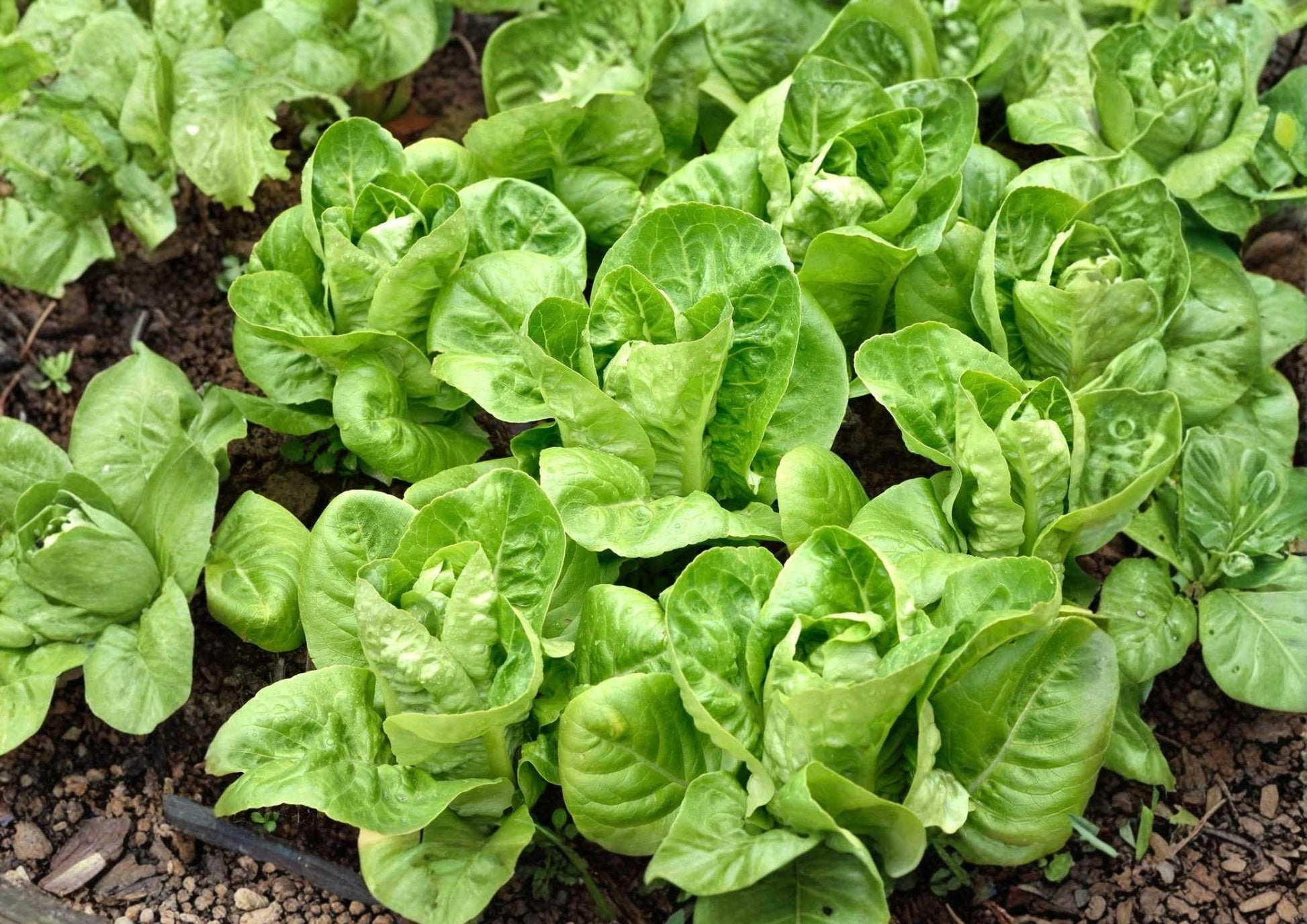 Giant Caesar Romaine Lettuce Seeds - 500+ Heirloom Vegetable Seeds for Garden - Crisp Tall Green Salad Greens, High Yield